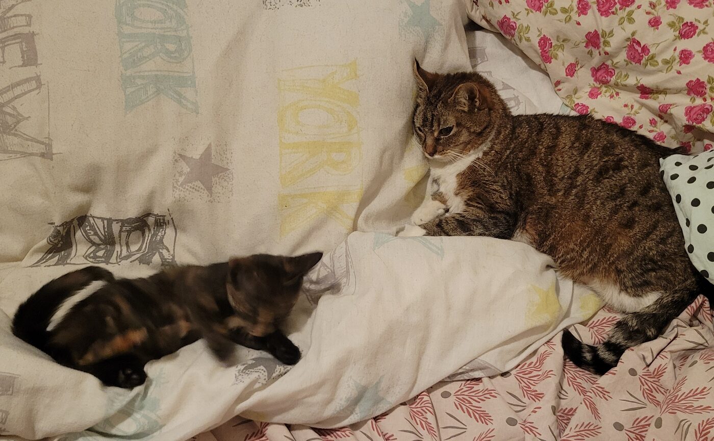 Noisette