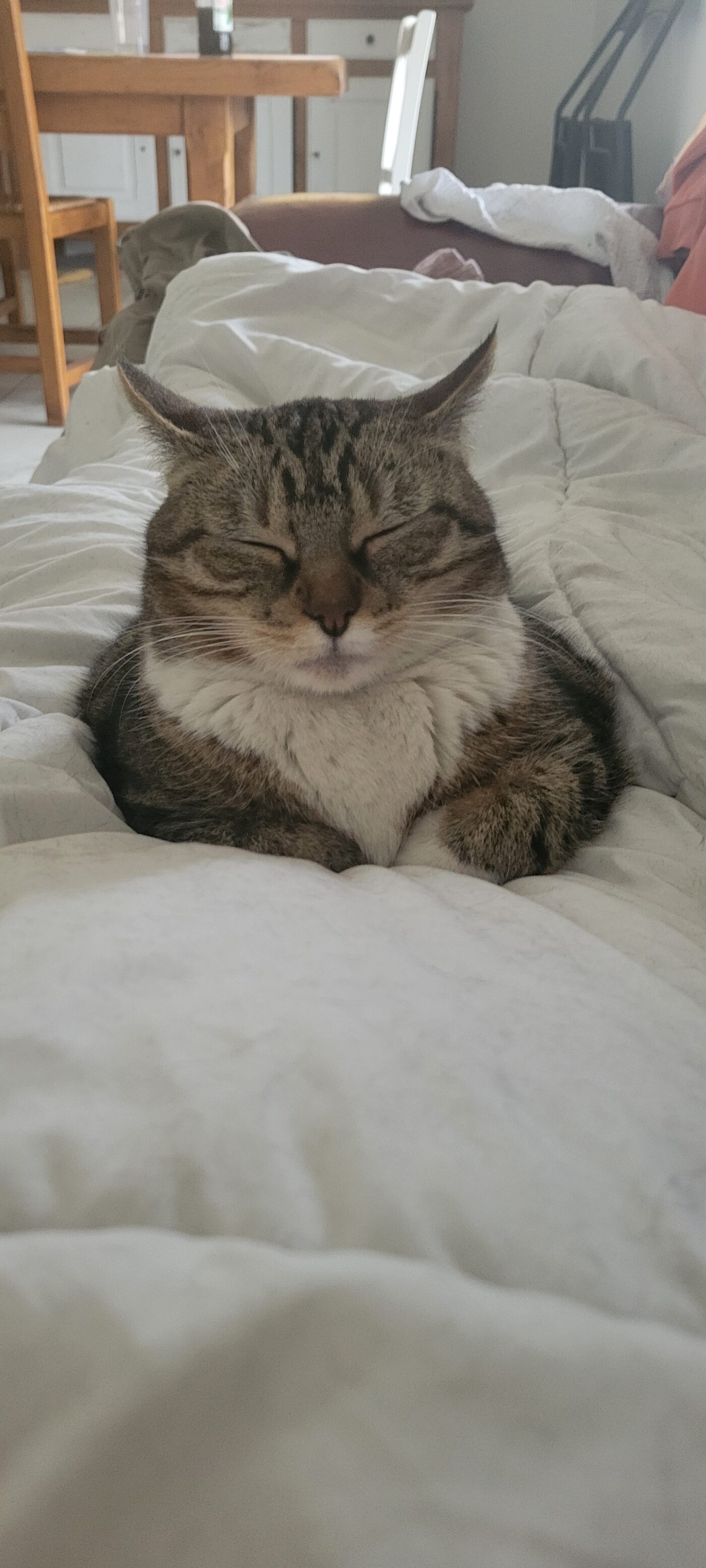 Noisette