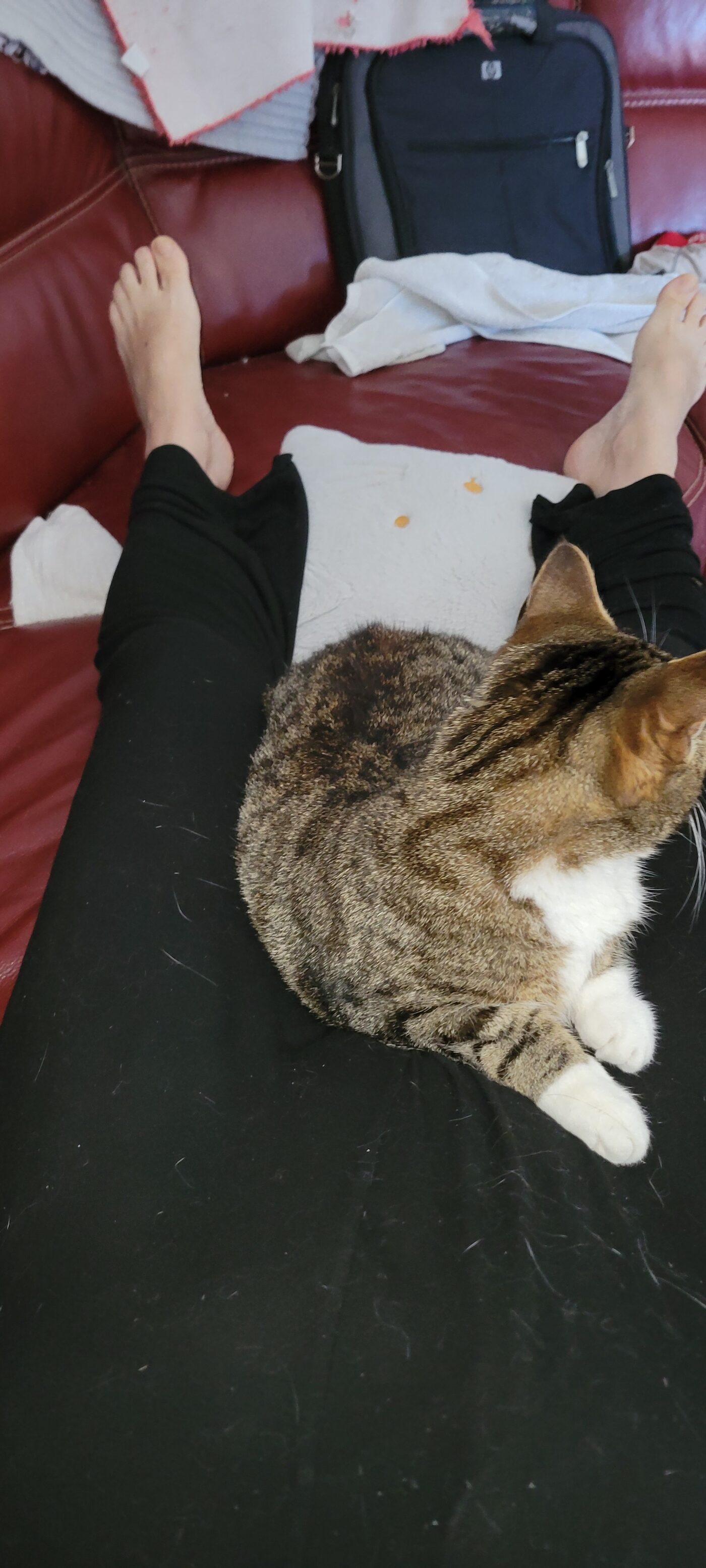 Noisette