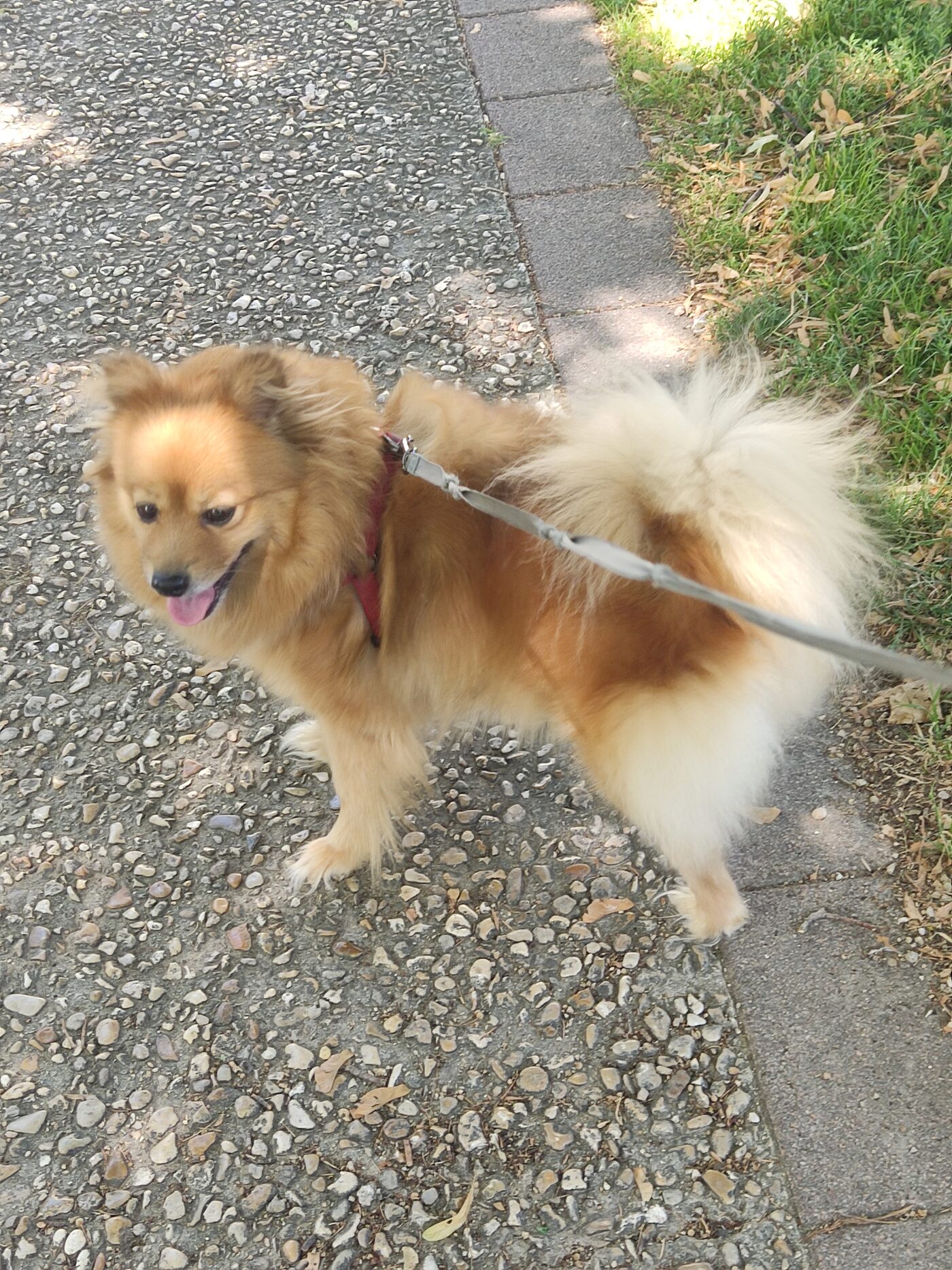 Belle