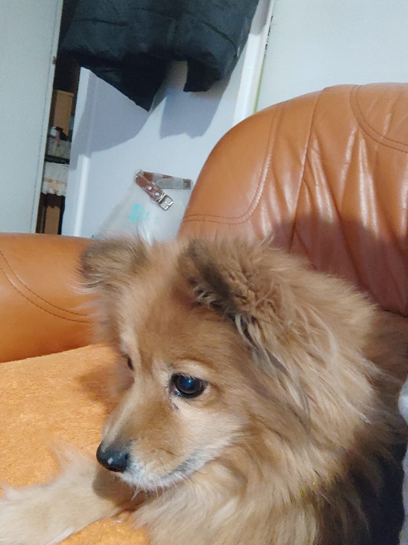 Belle