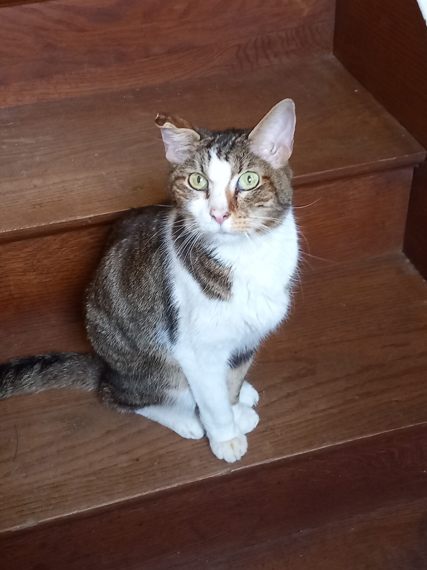 Caramel