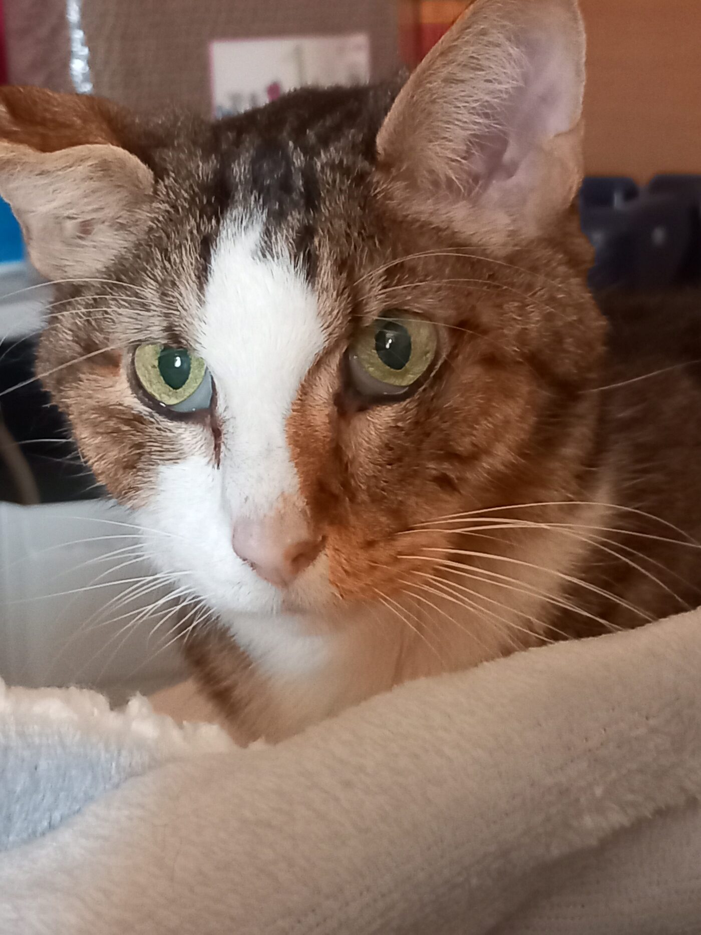 Caramel