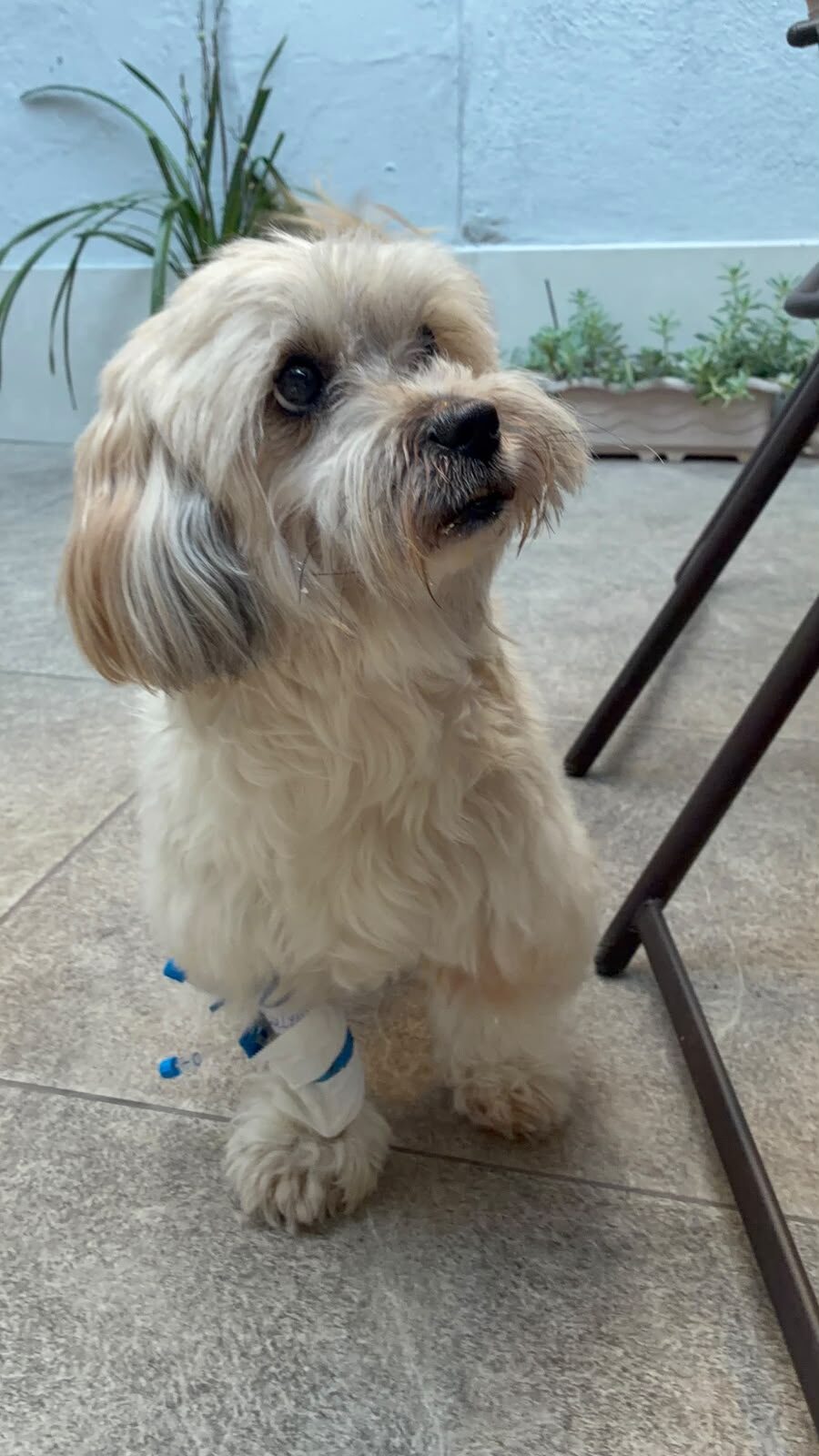 MILO