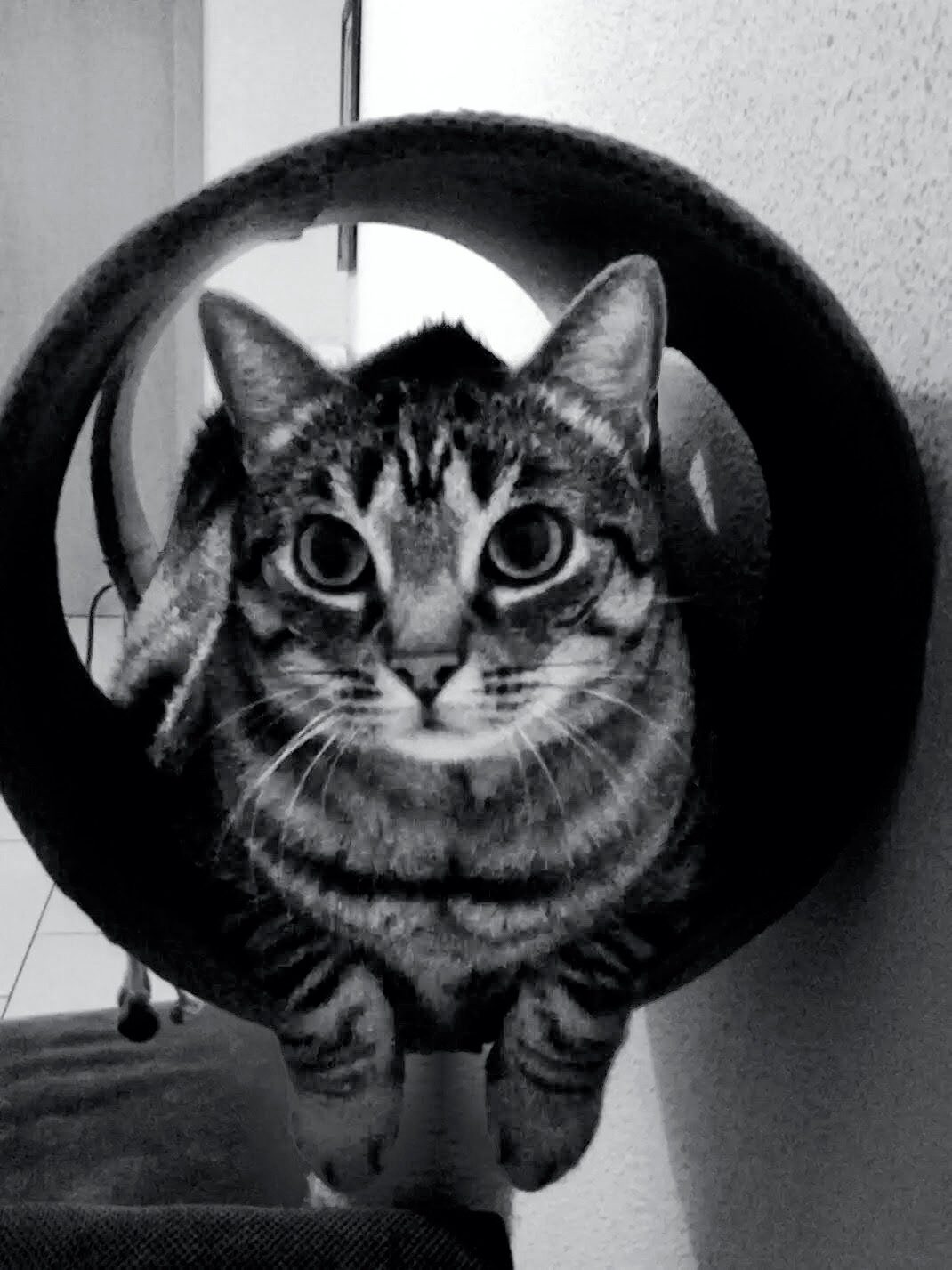 Filou