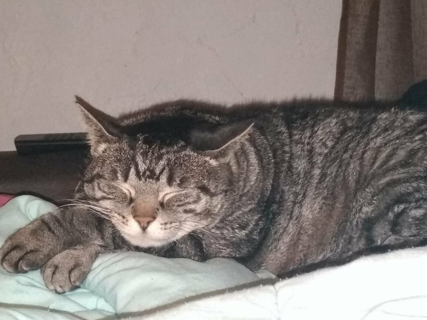 Filou