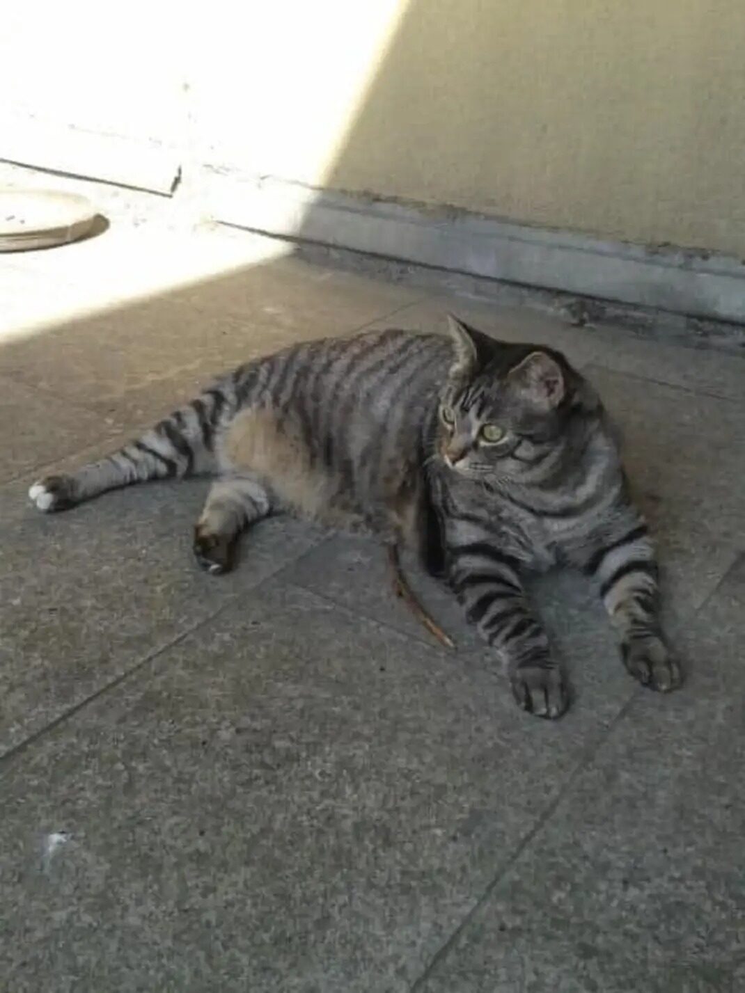 Filou