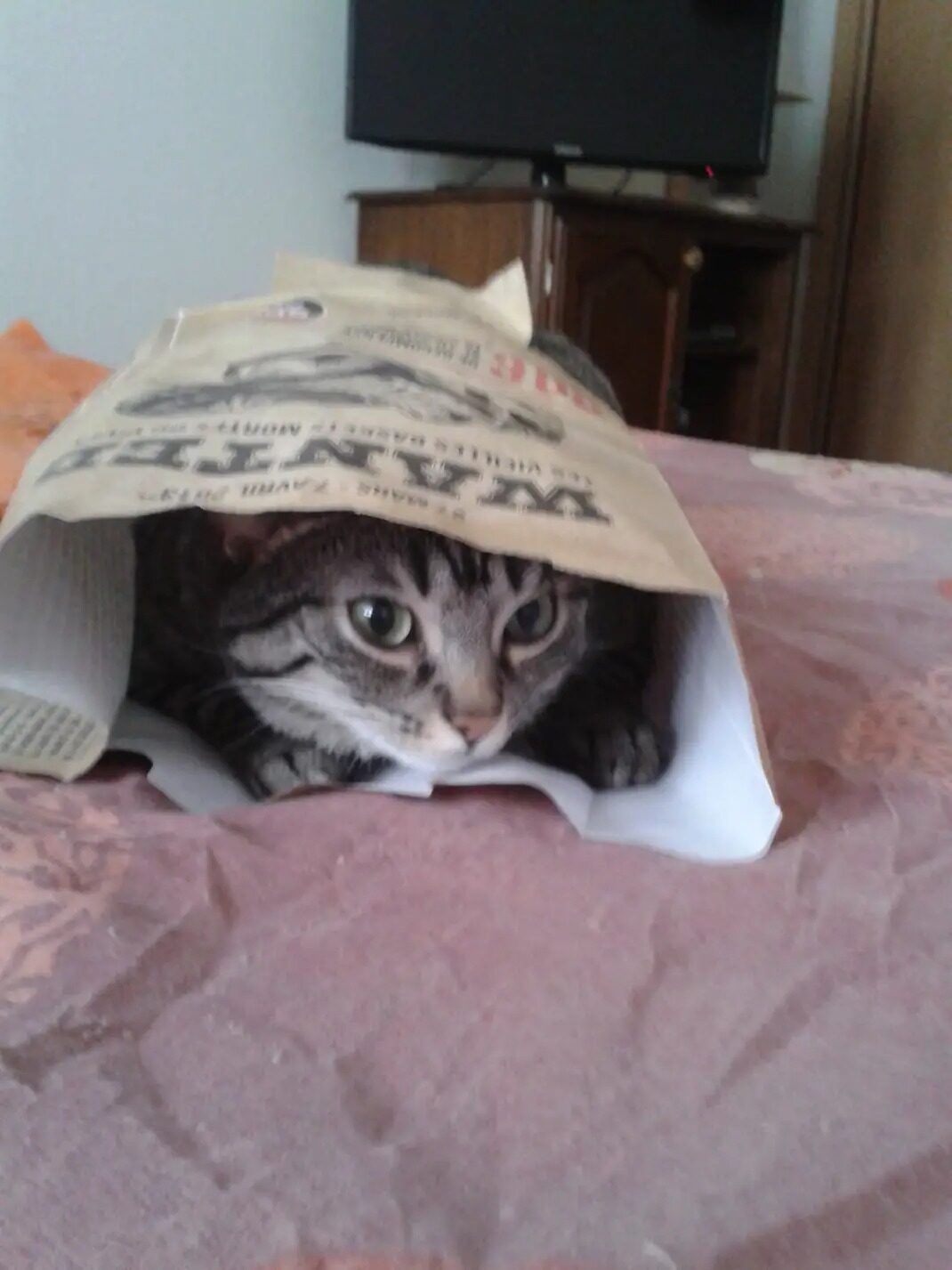 Filou