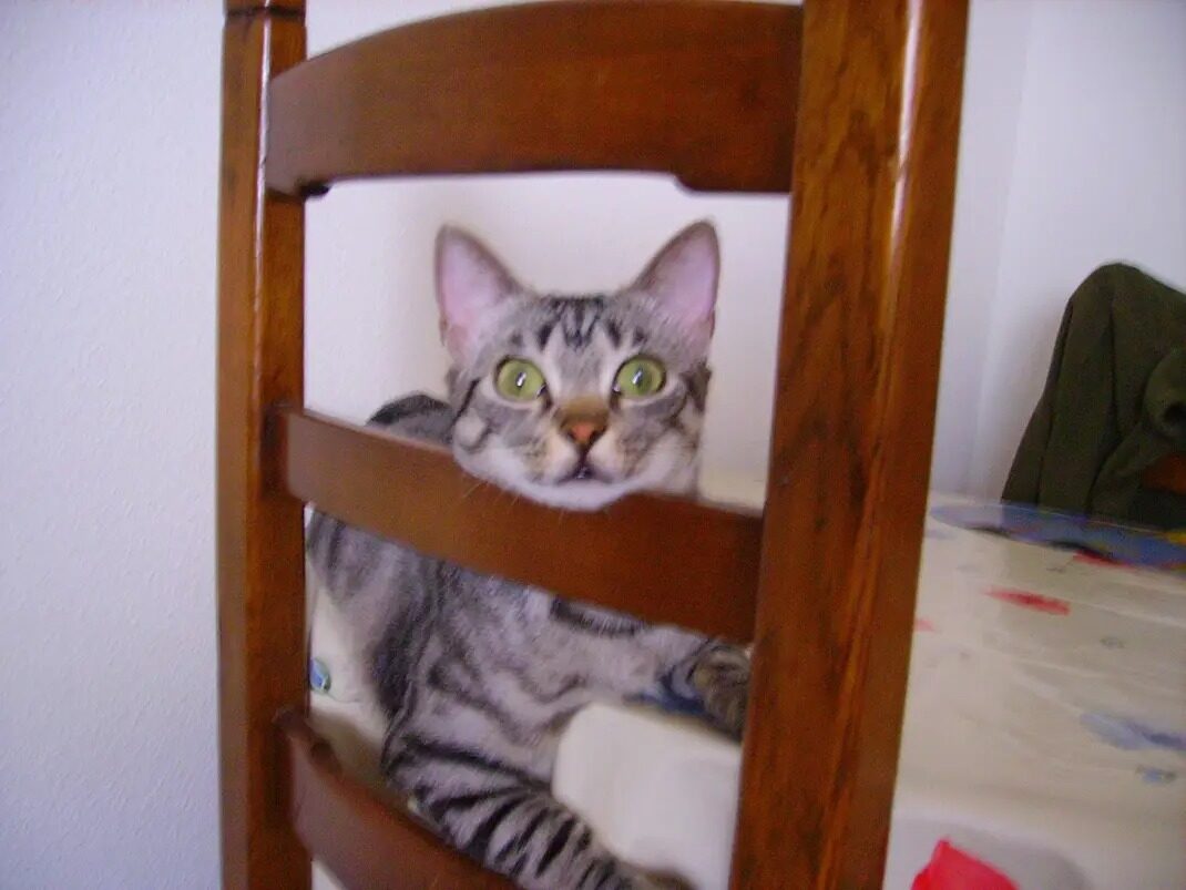 Filou