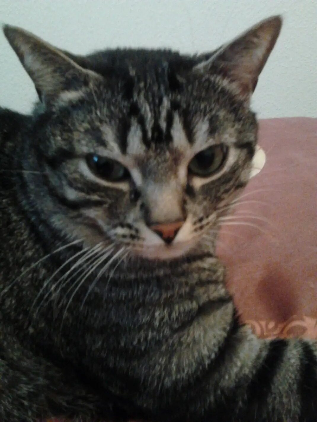 Filou