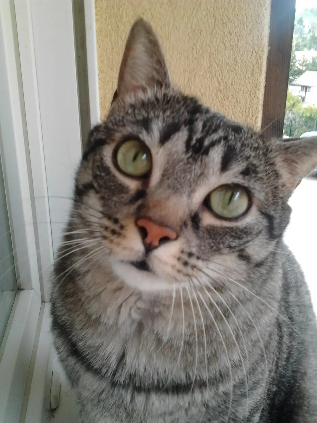 Filou
