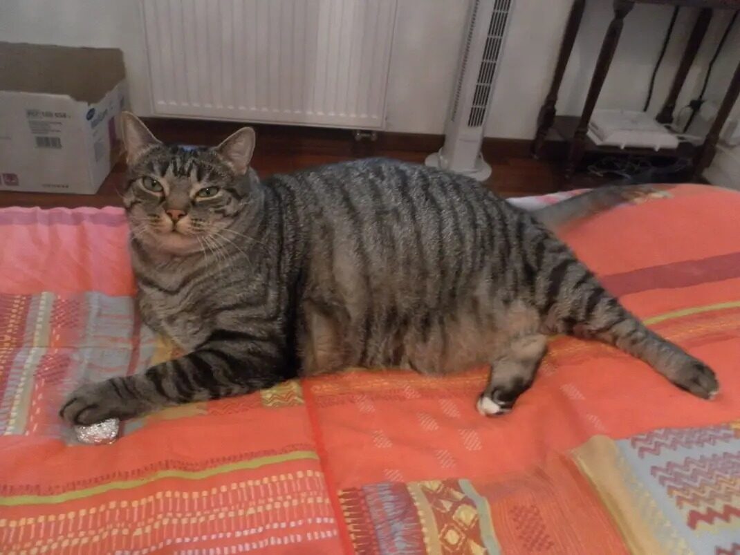 Filou