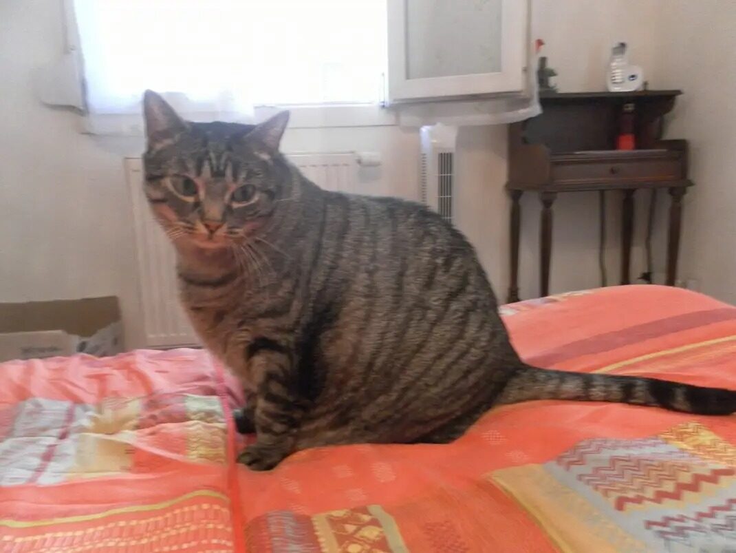 Filou