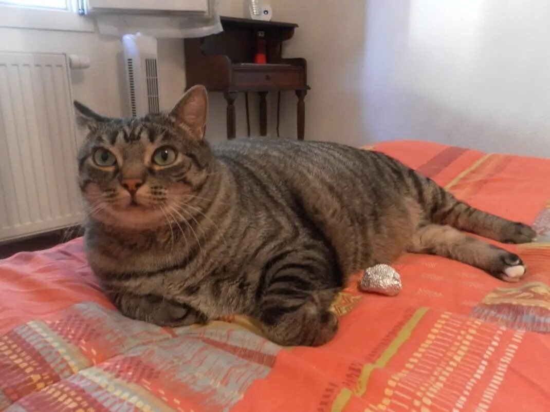 Filou