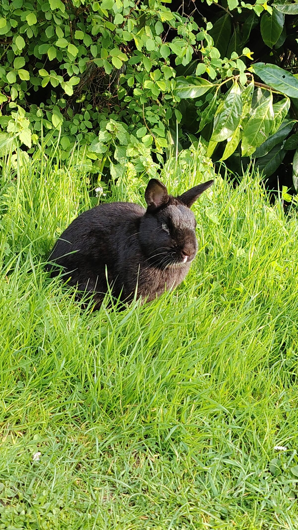 Nesquik