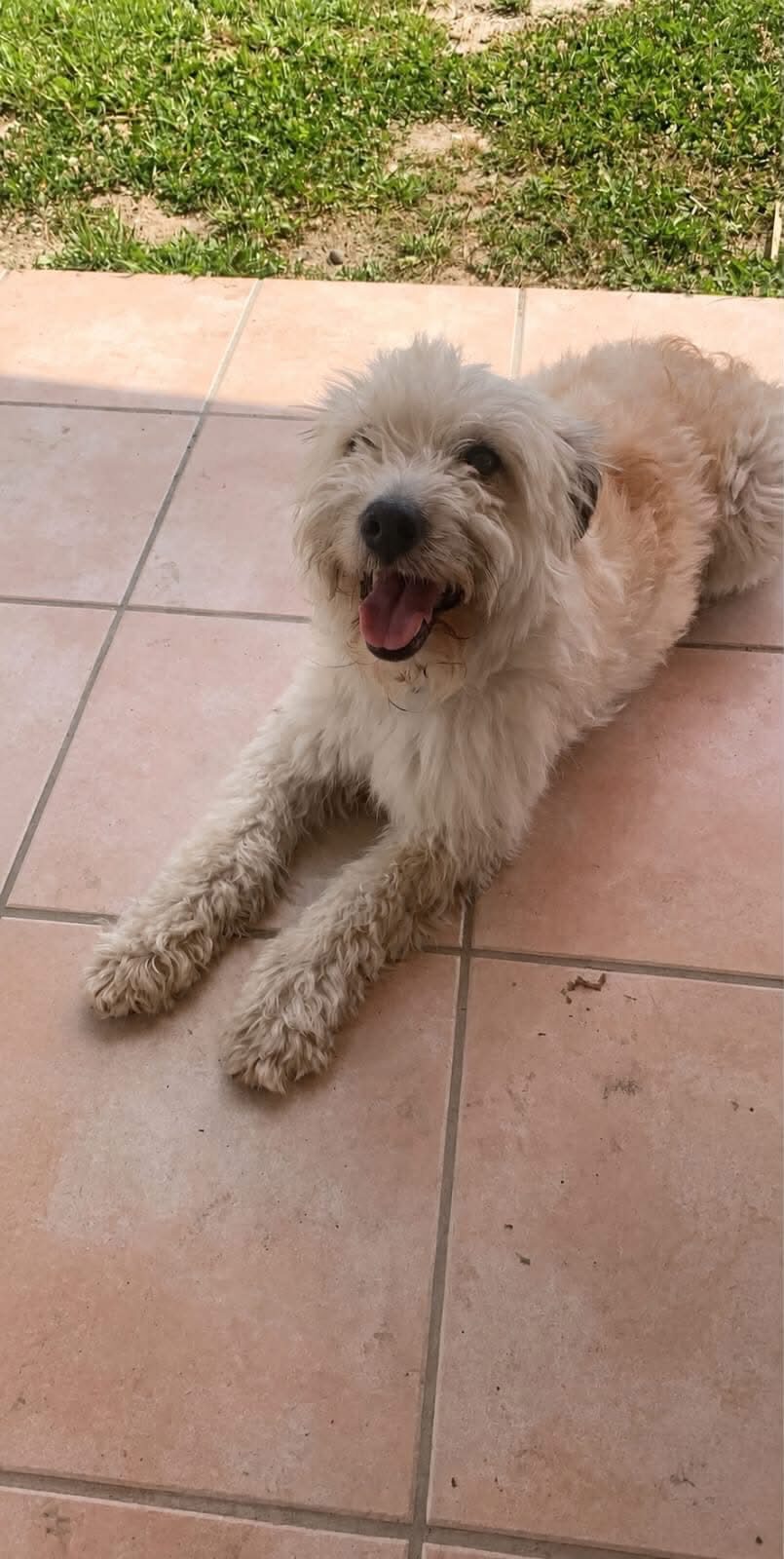 Pantufa