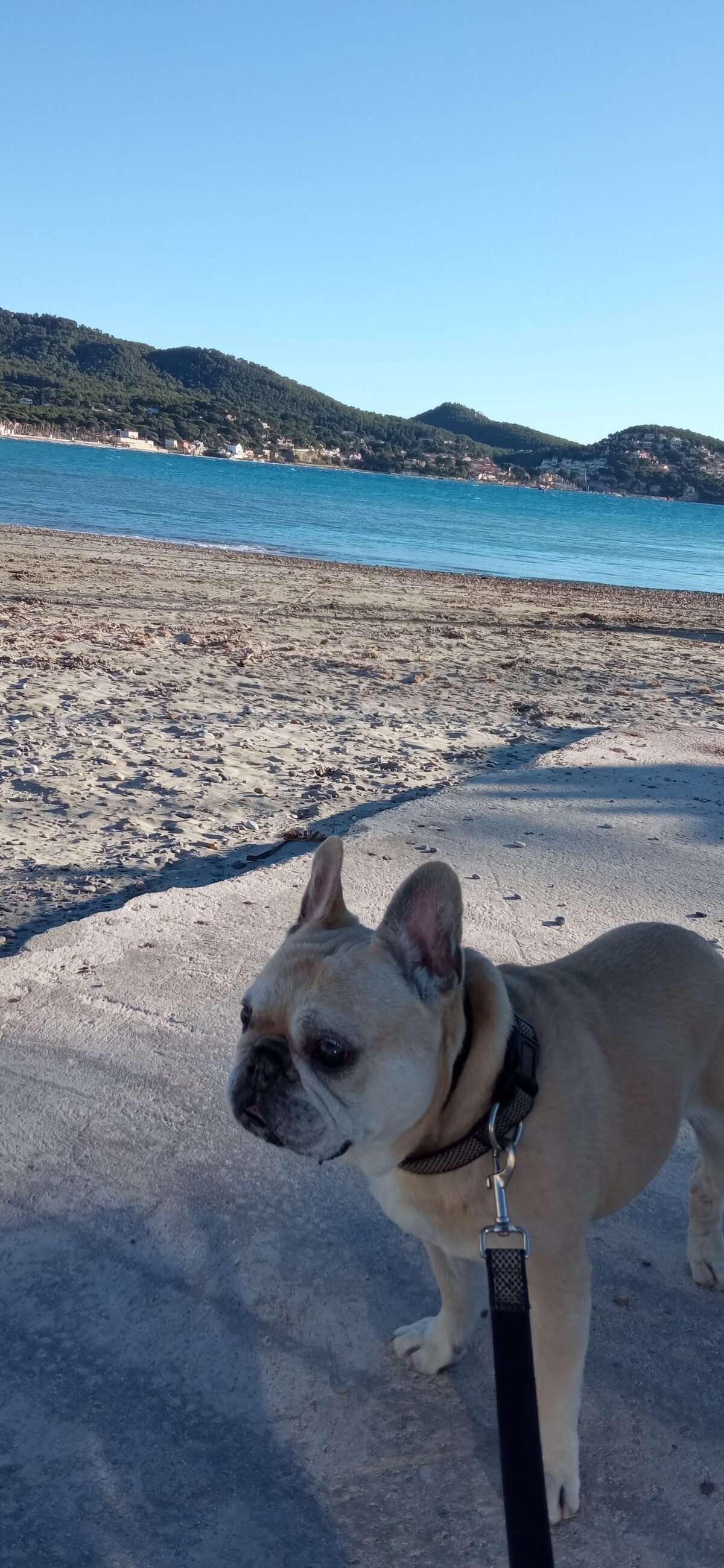 Diesel