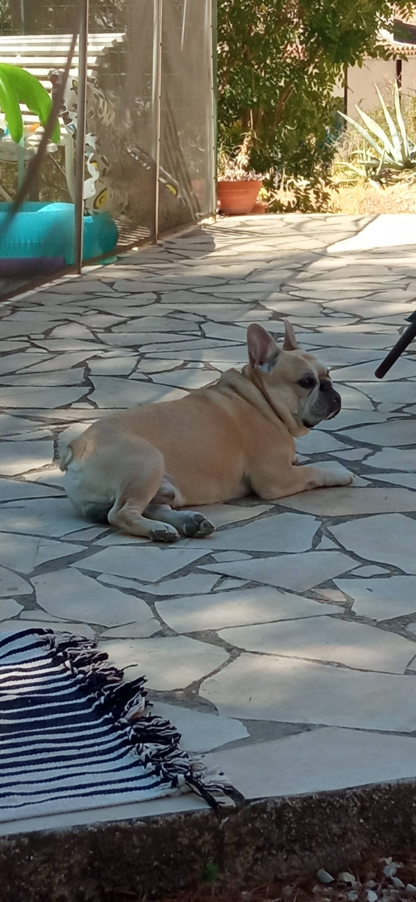 Diesel