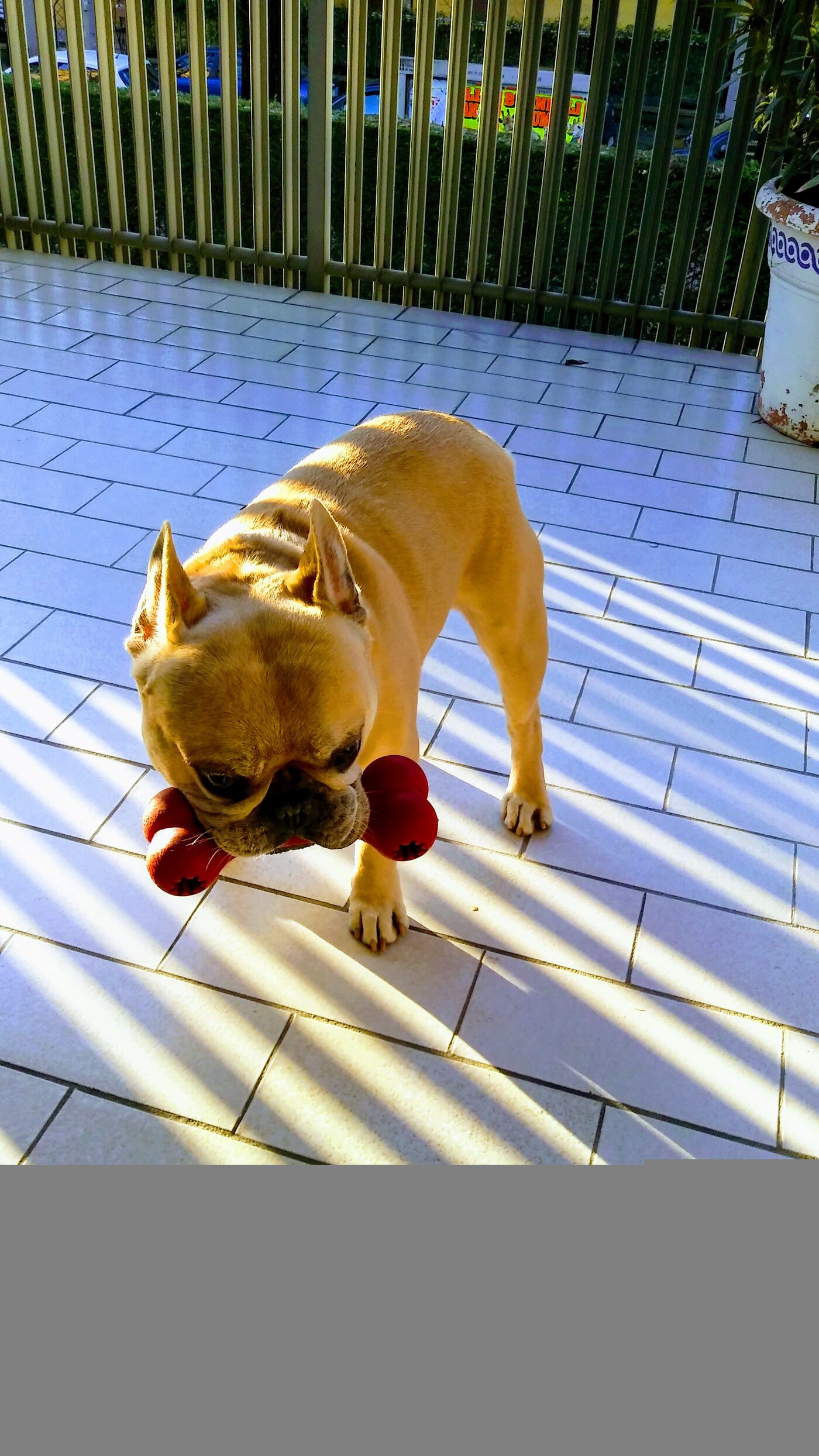 Diesel