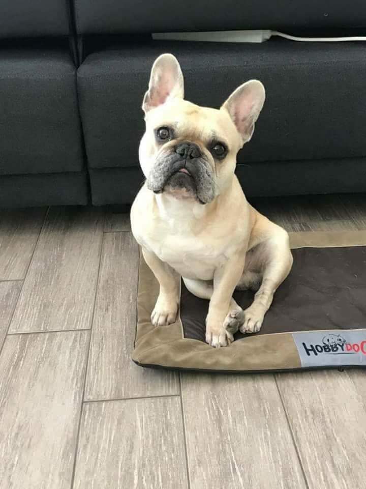 Diesel