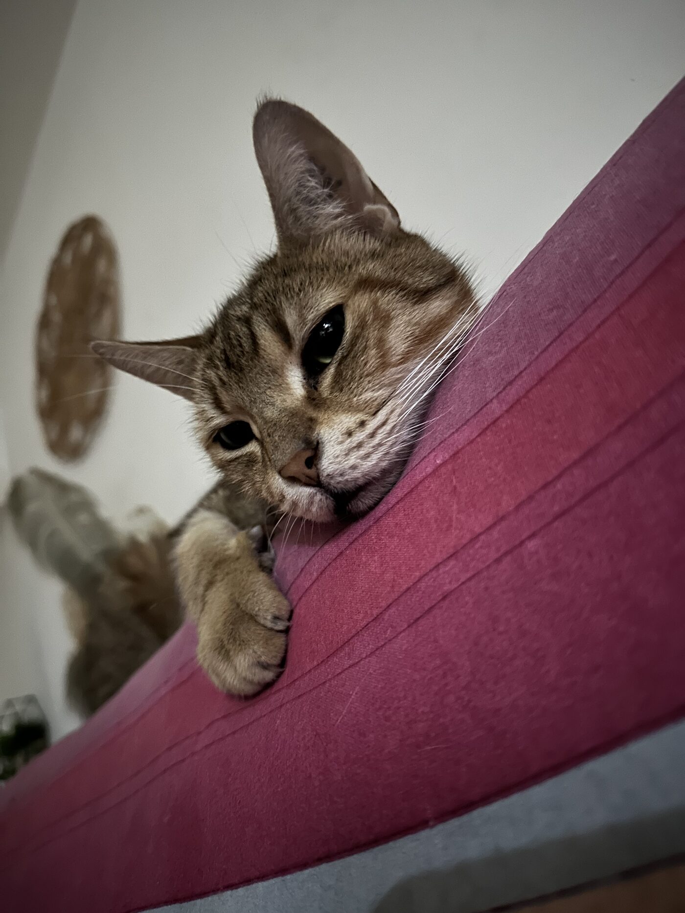 TINI