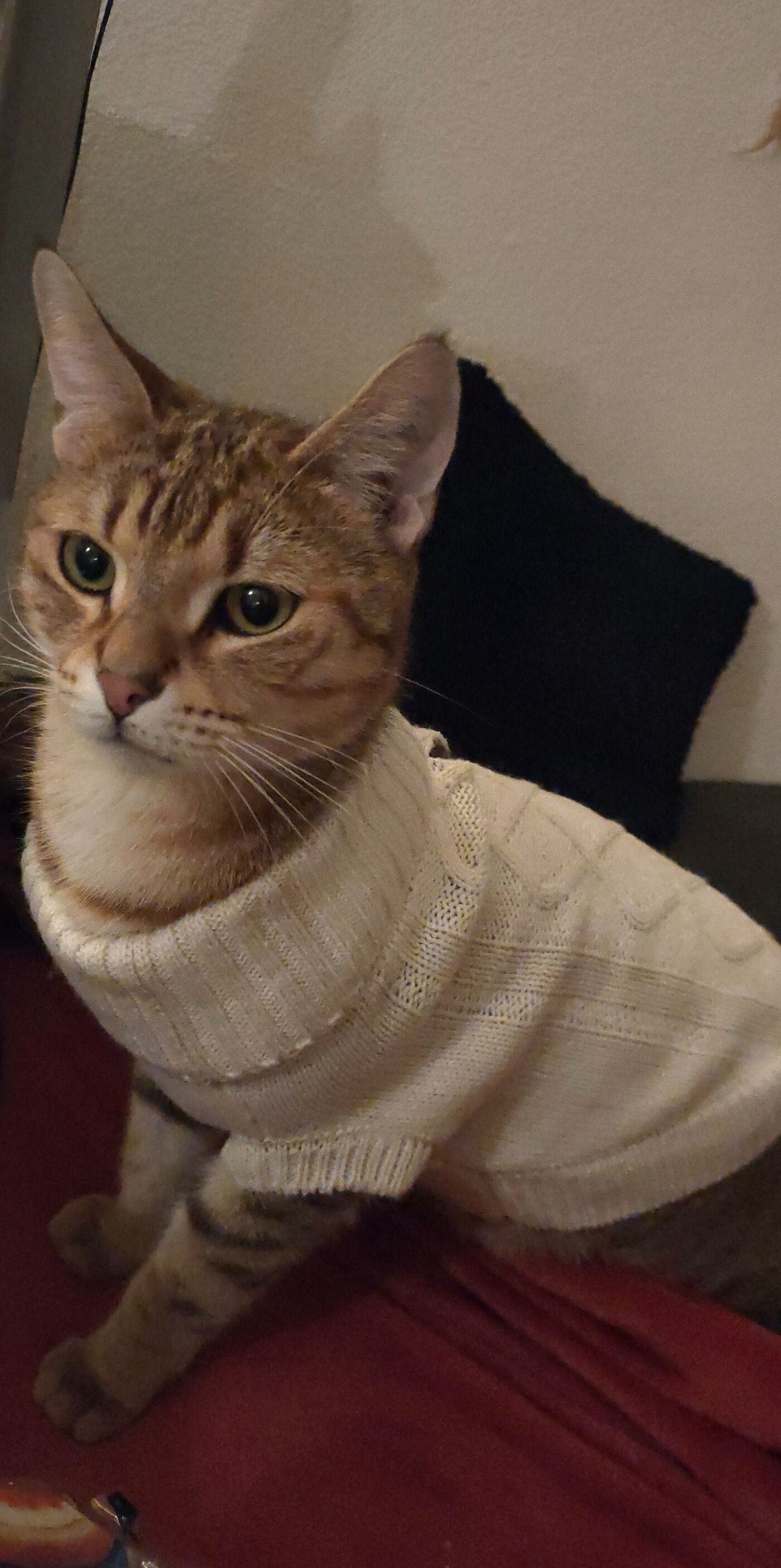 TINI