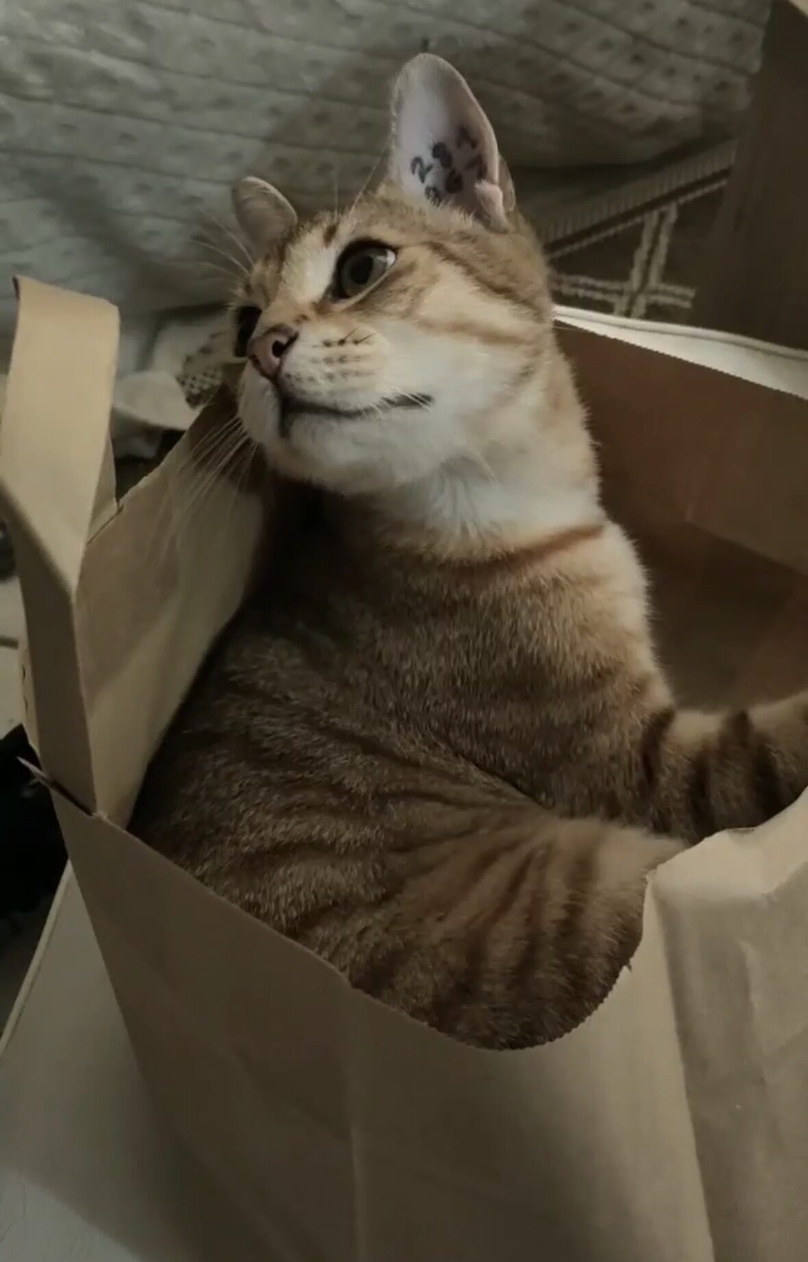 TINI