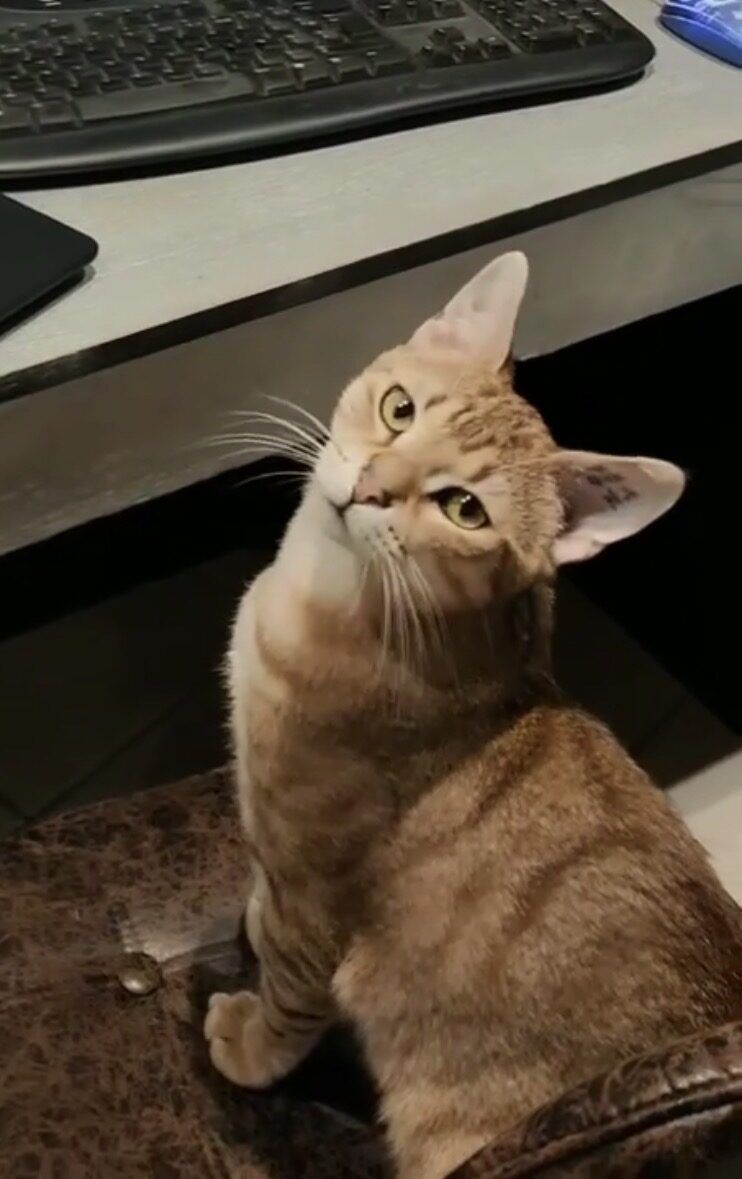 TINI