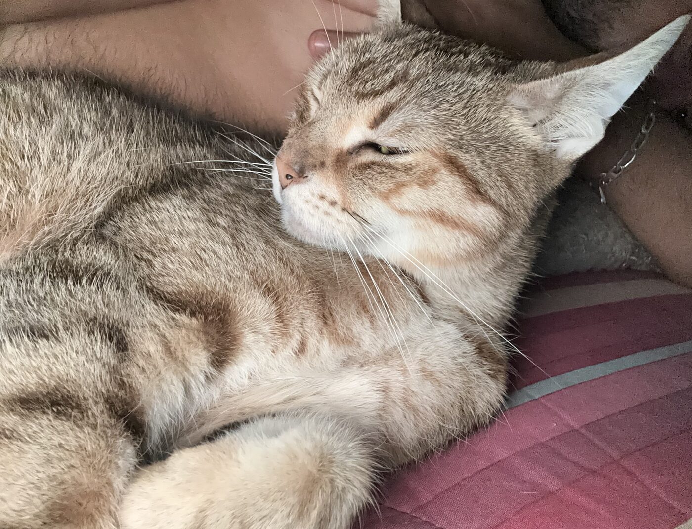 TINI