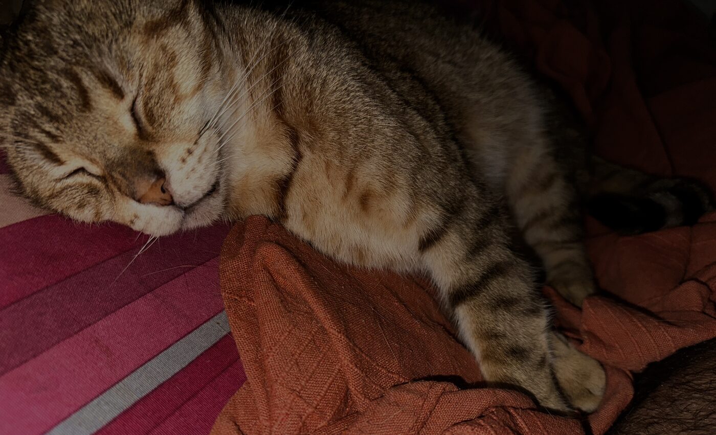 TINI