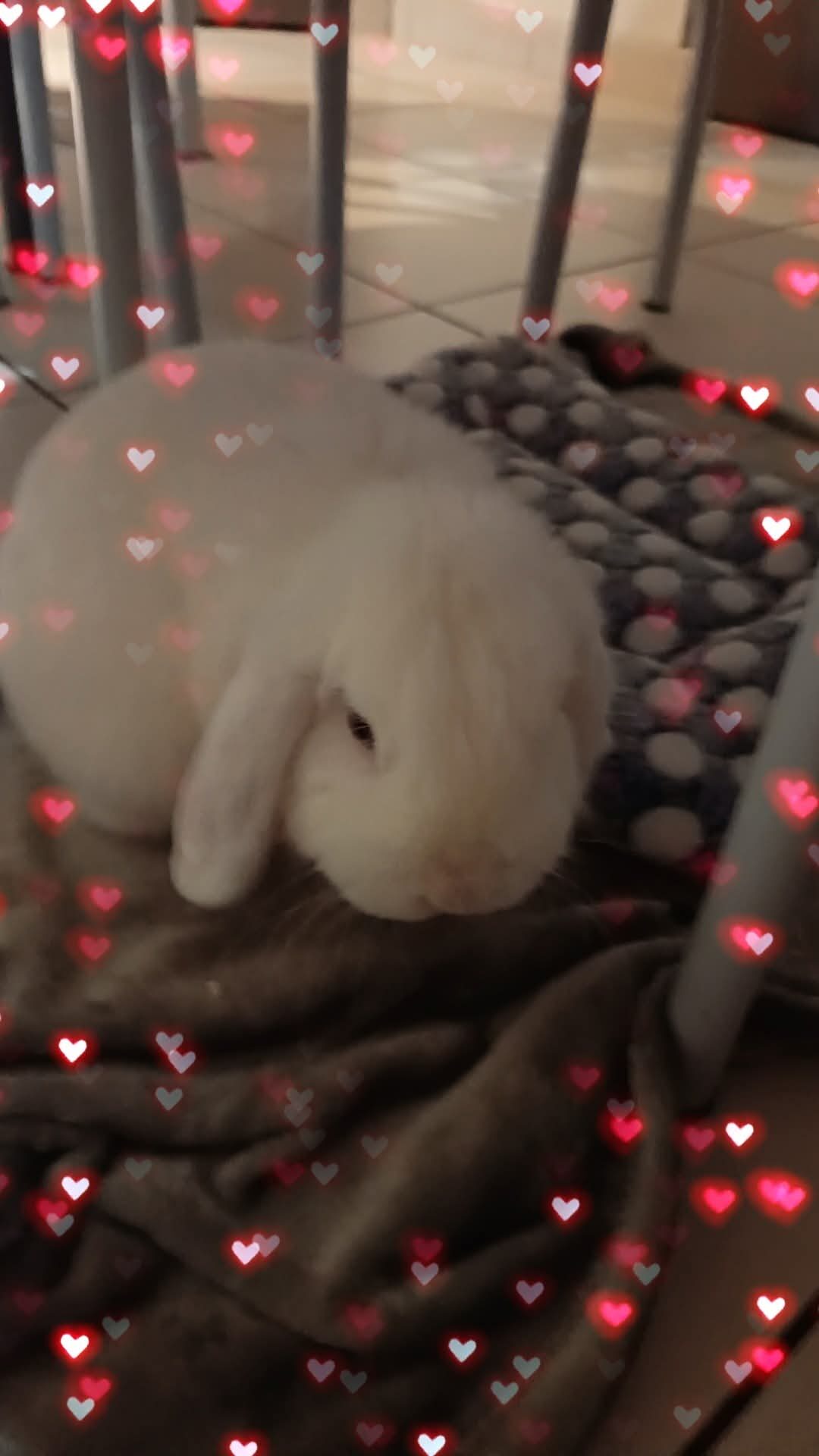 Boubou