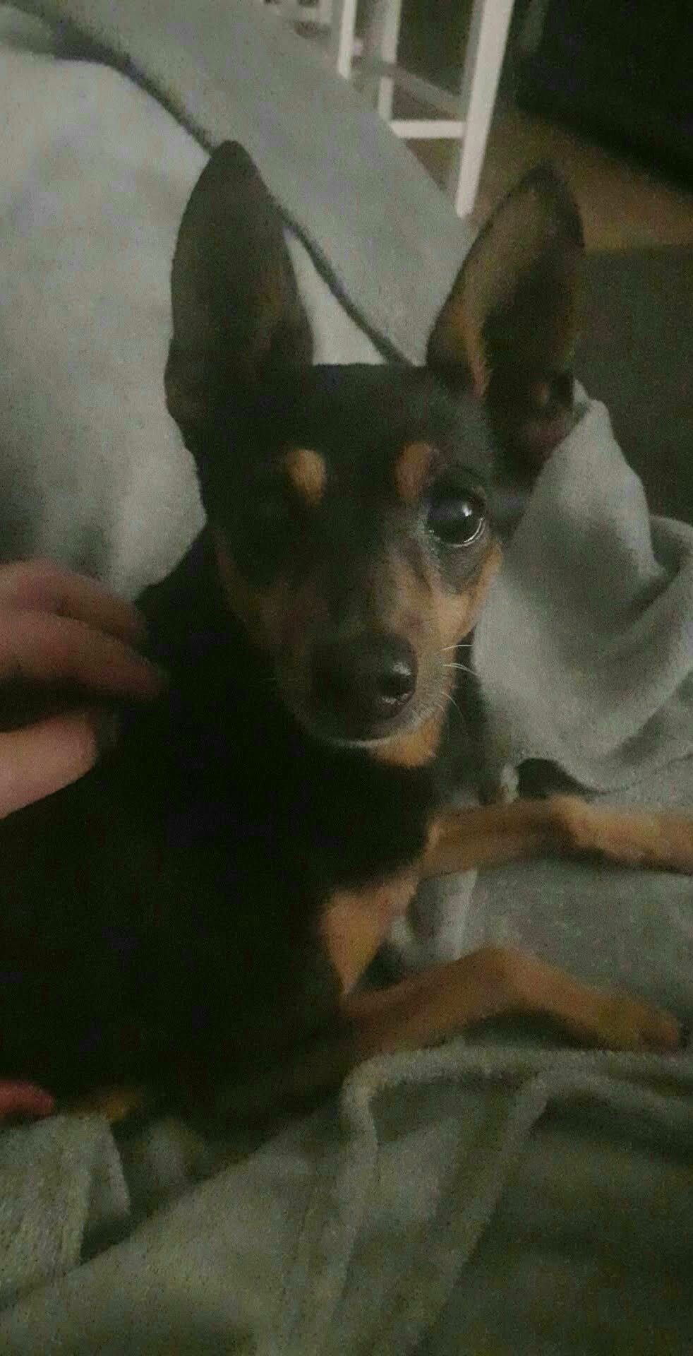 Vitto