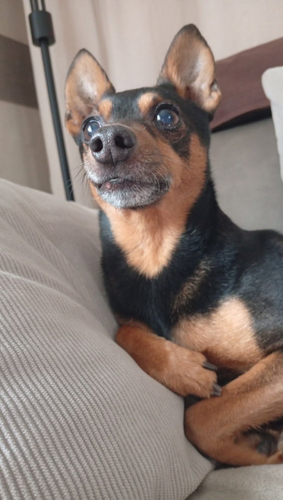 Vitto