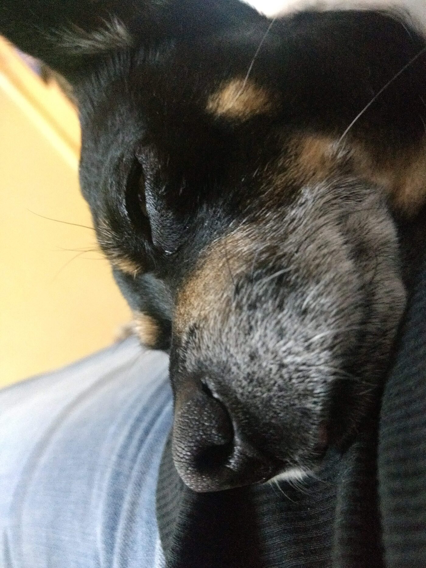 Vicious