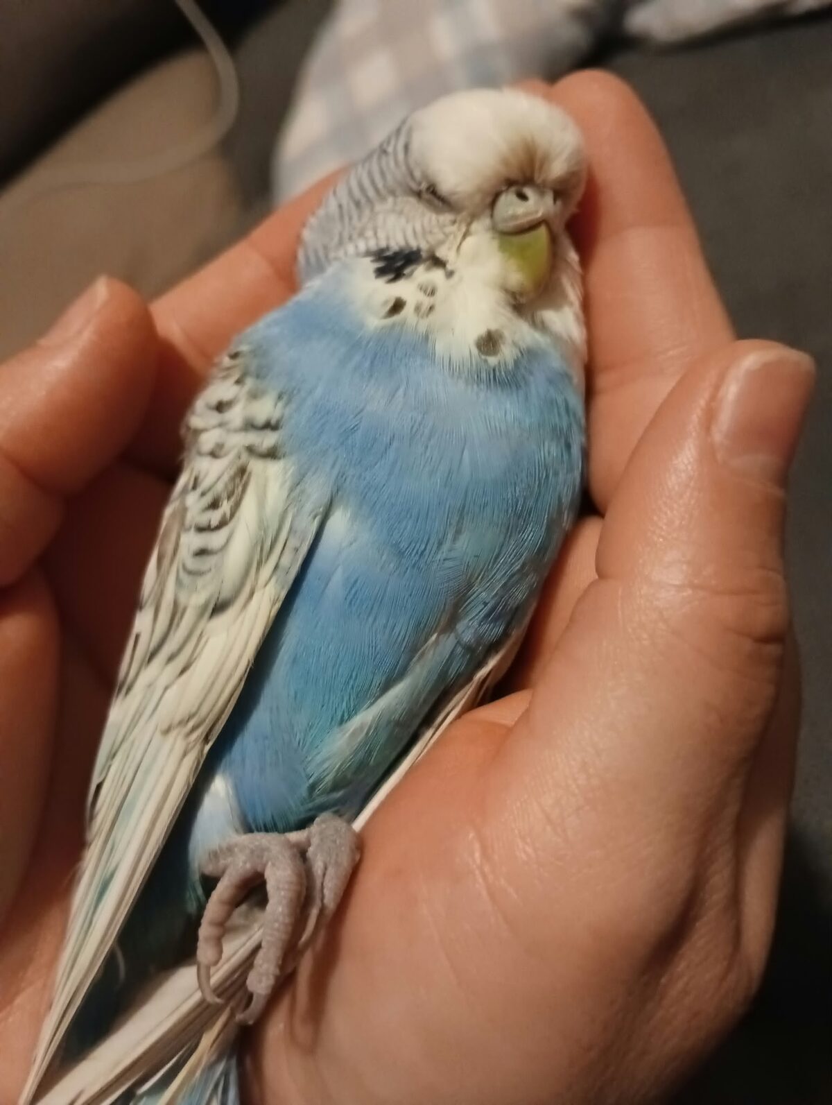 Boncuk