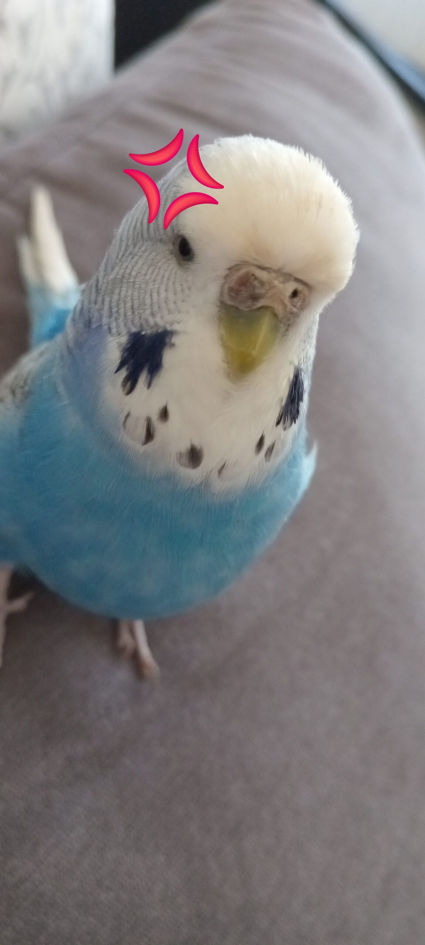 Boncuk