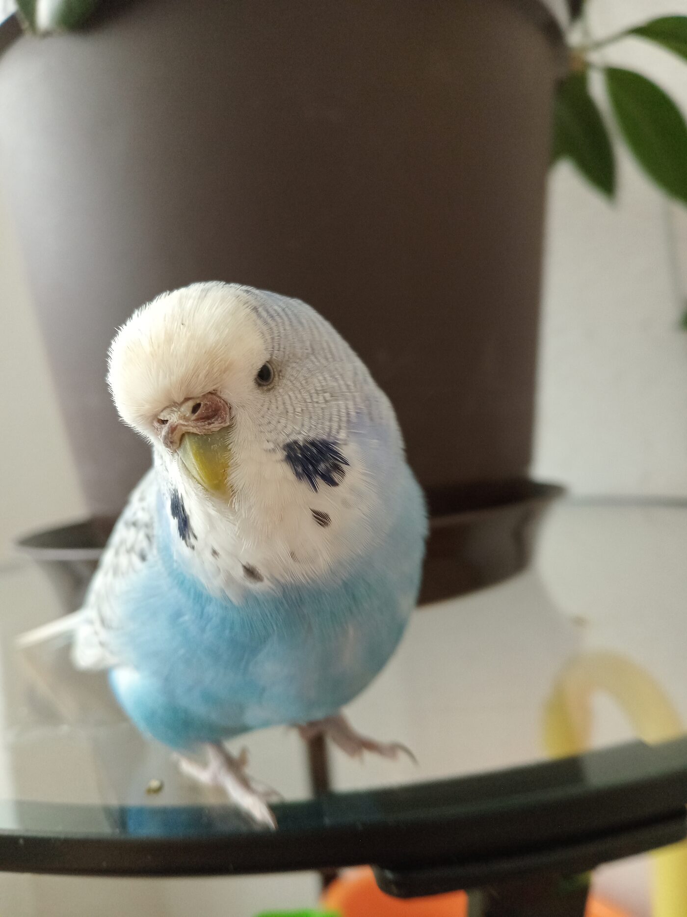 Boncuk