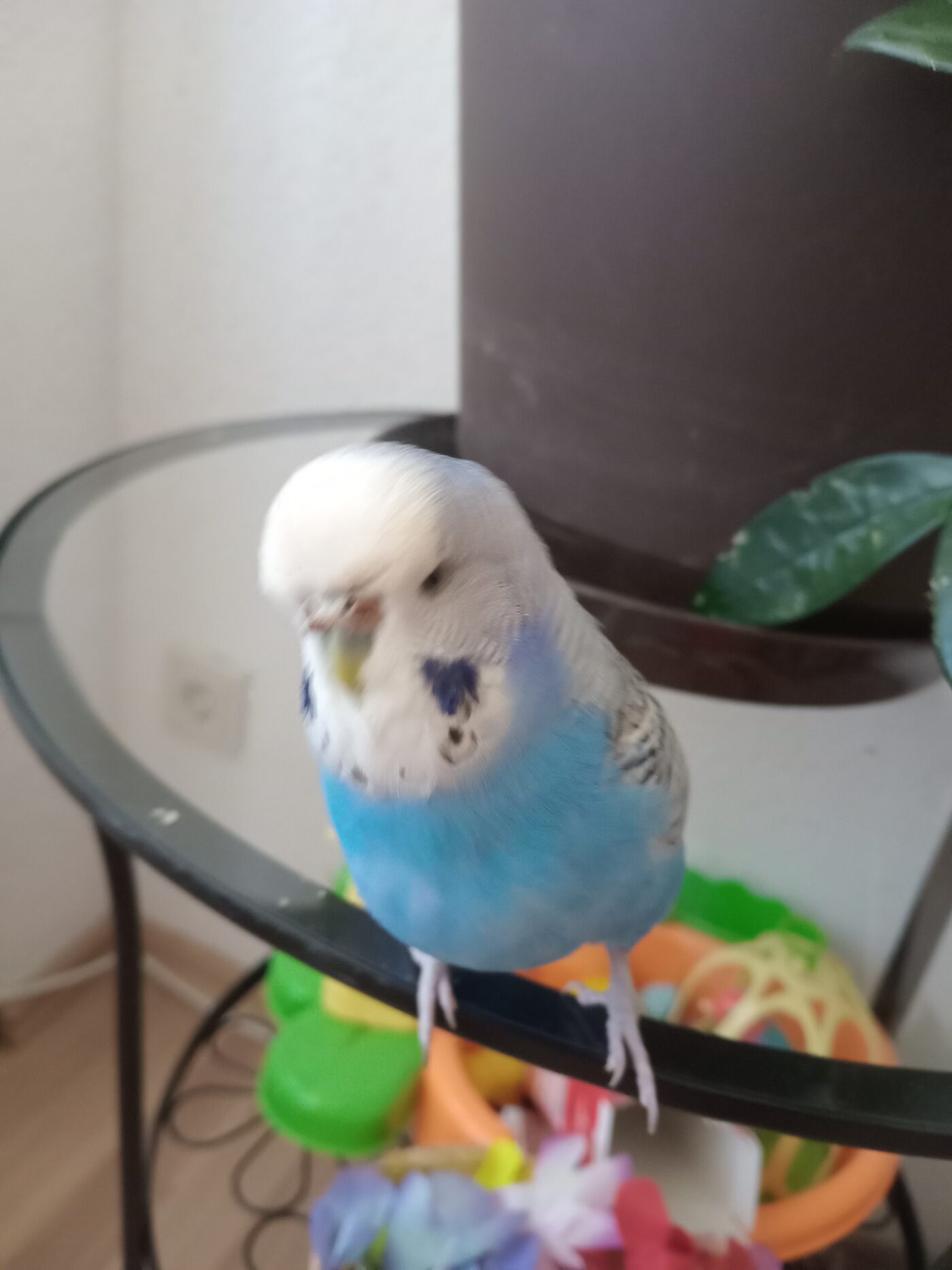 Boncuk