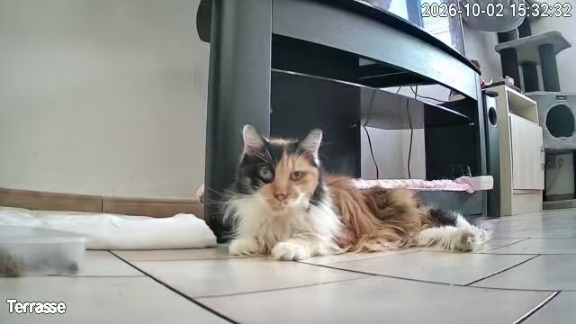 Fifille