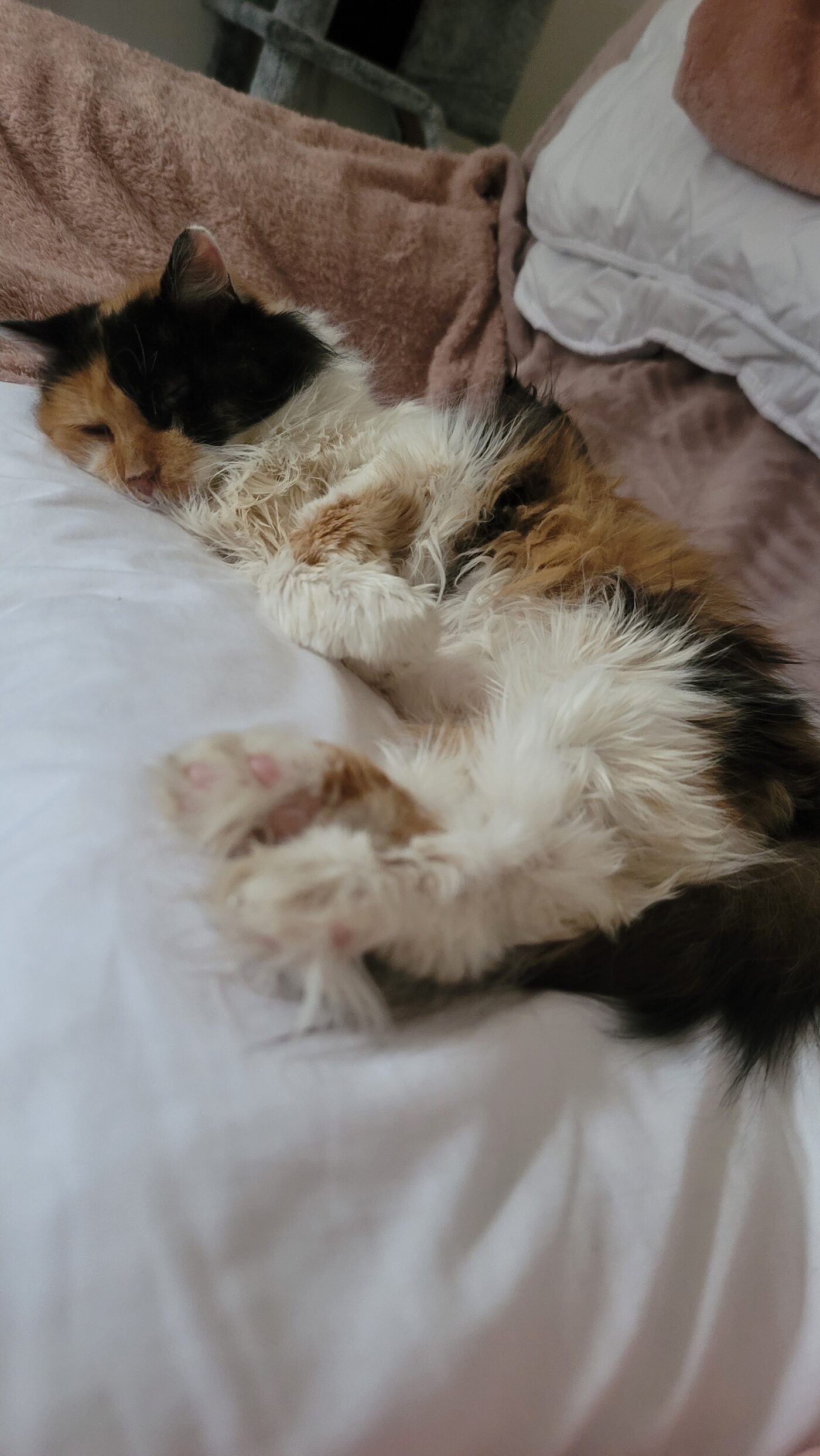 Fifille