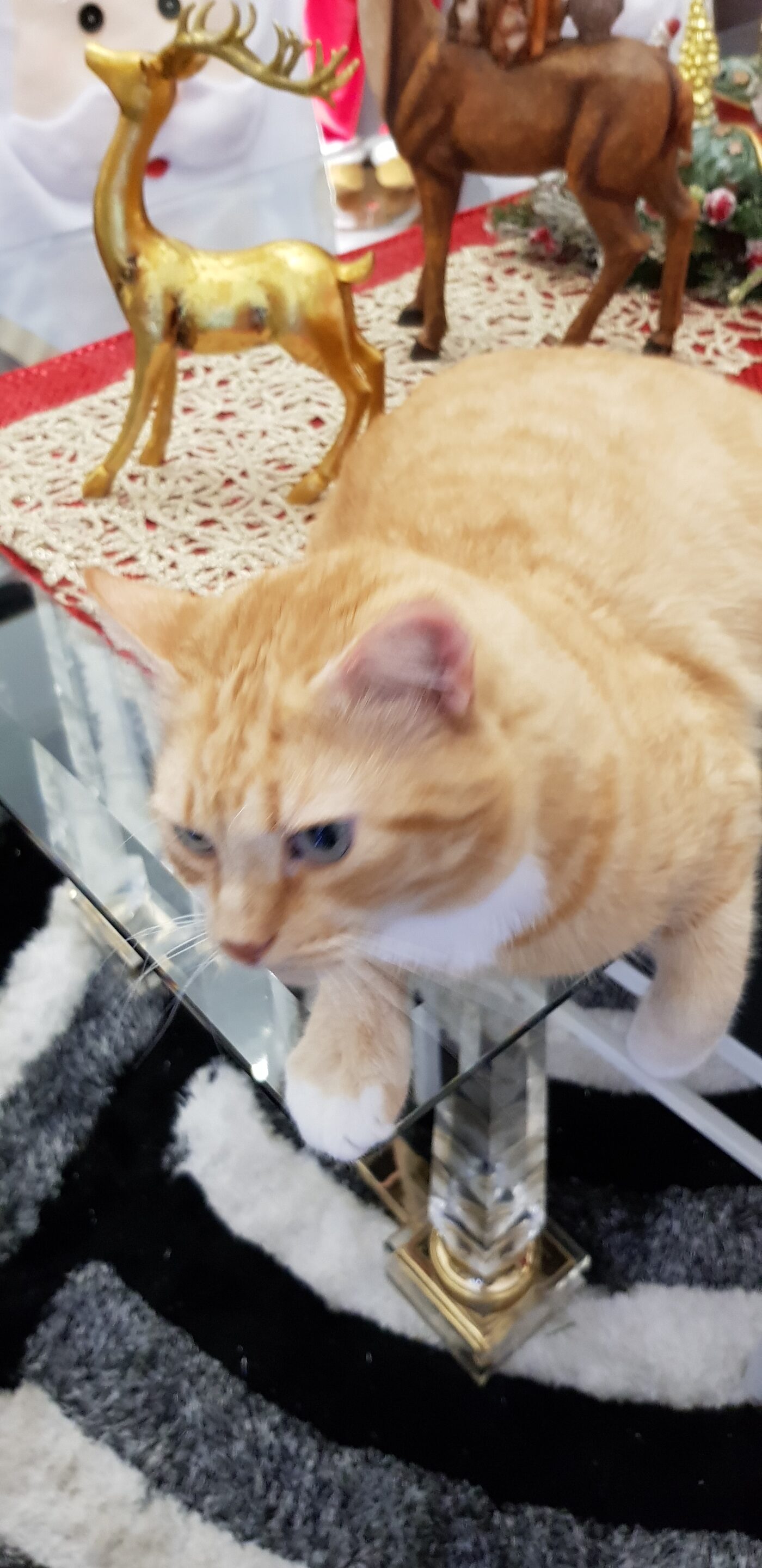 Nounours