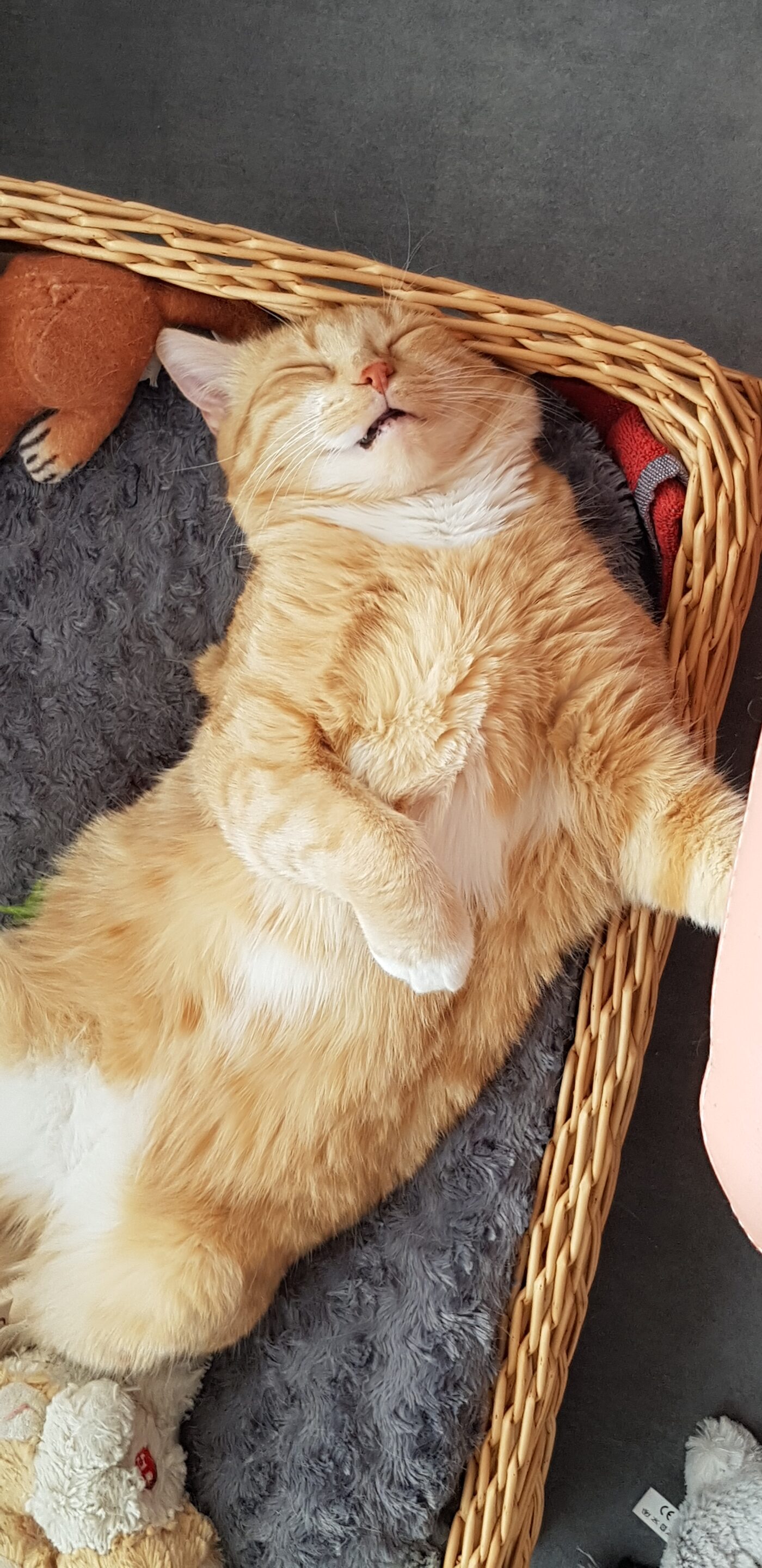 Nounours