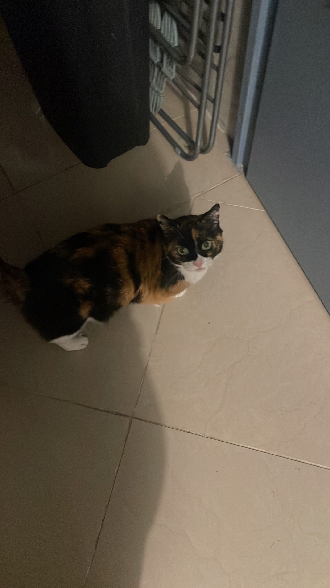 Minouche