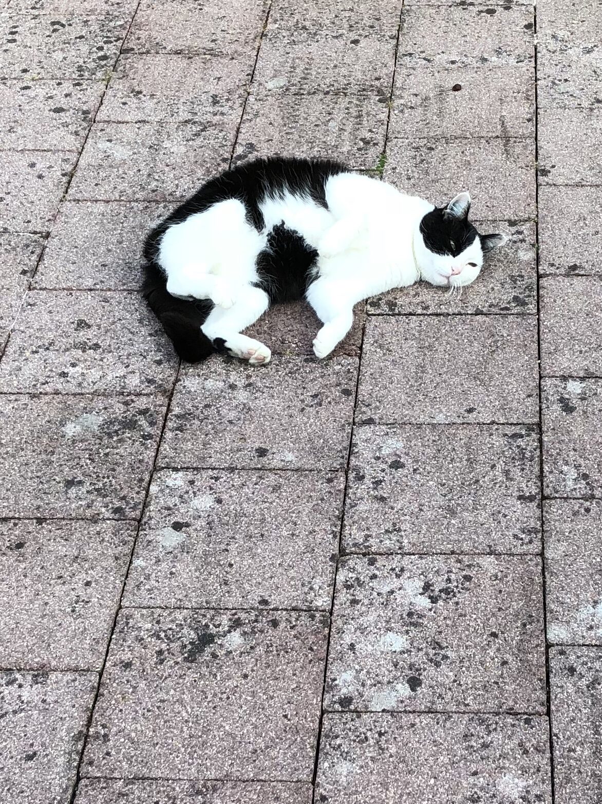 Bouboule