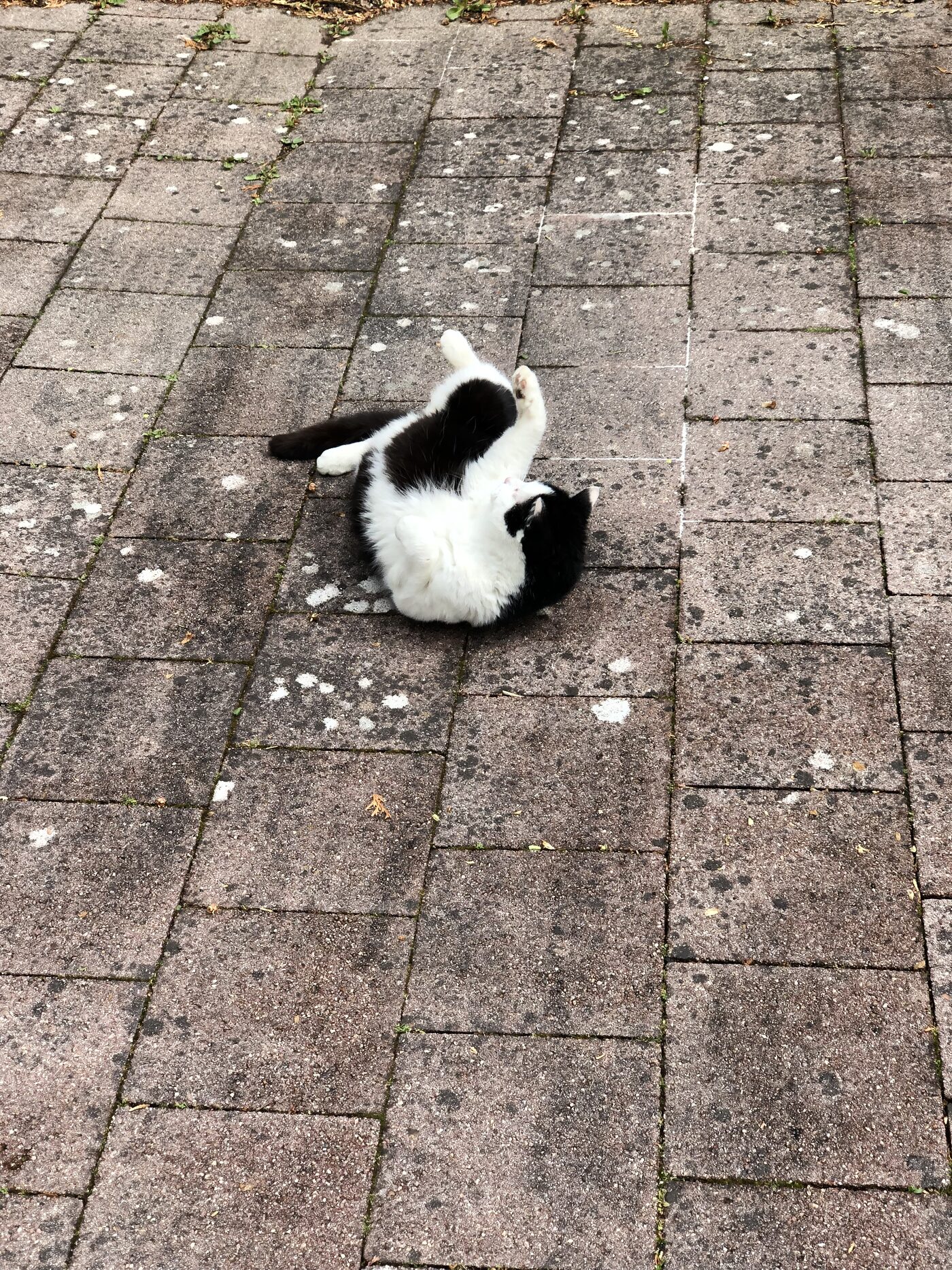 Bouboule
