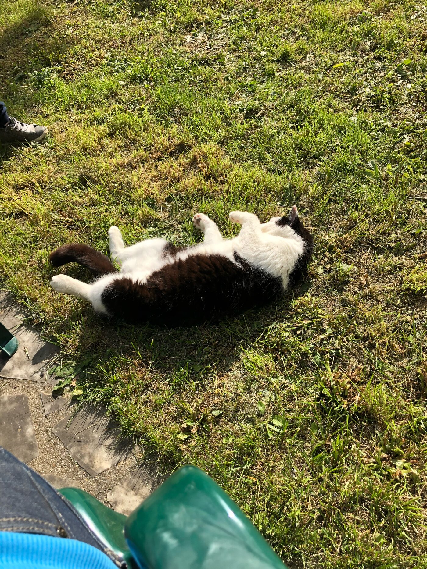 Bouboule