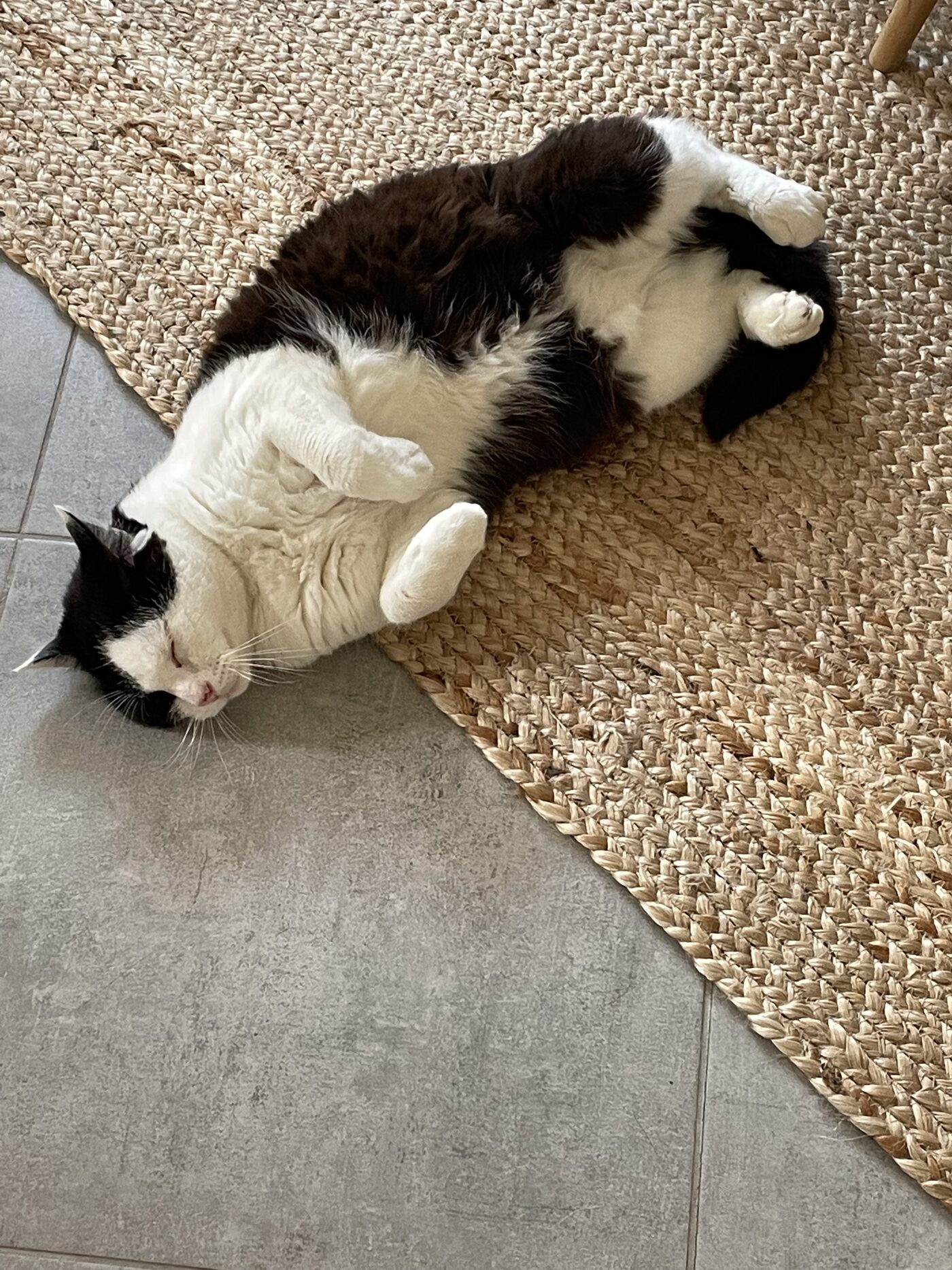 Bouboule