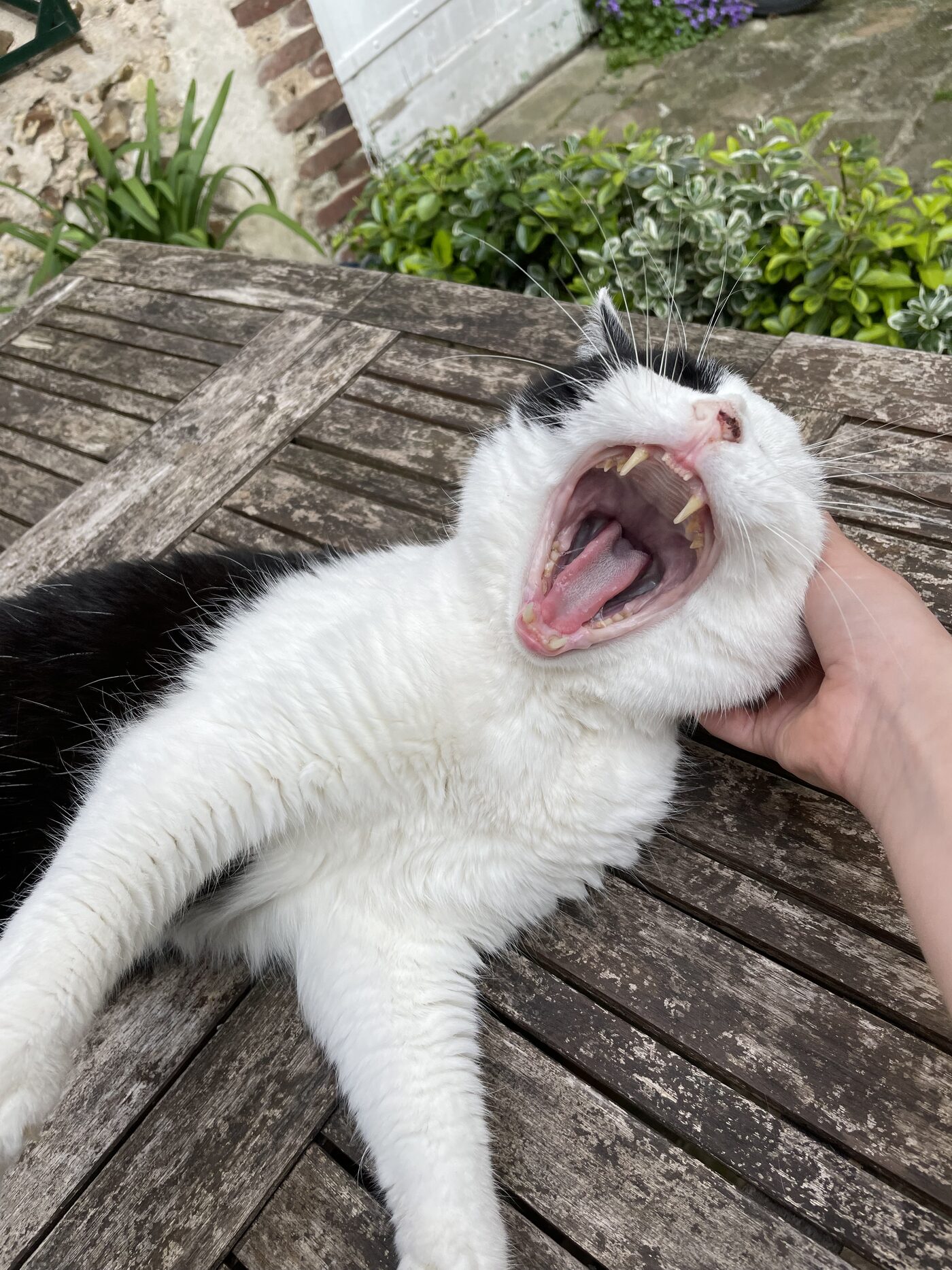 Bouboule