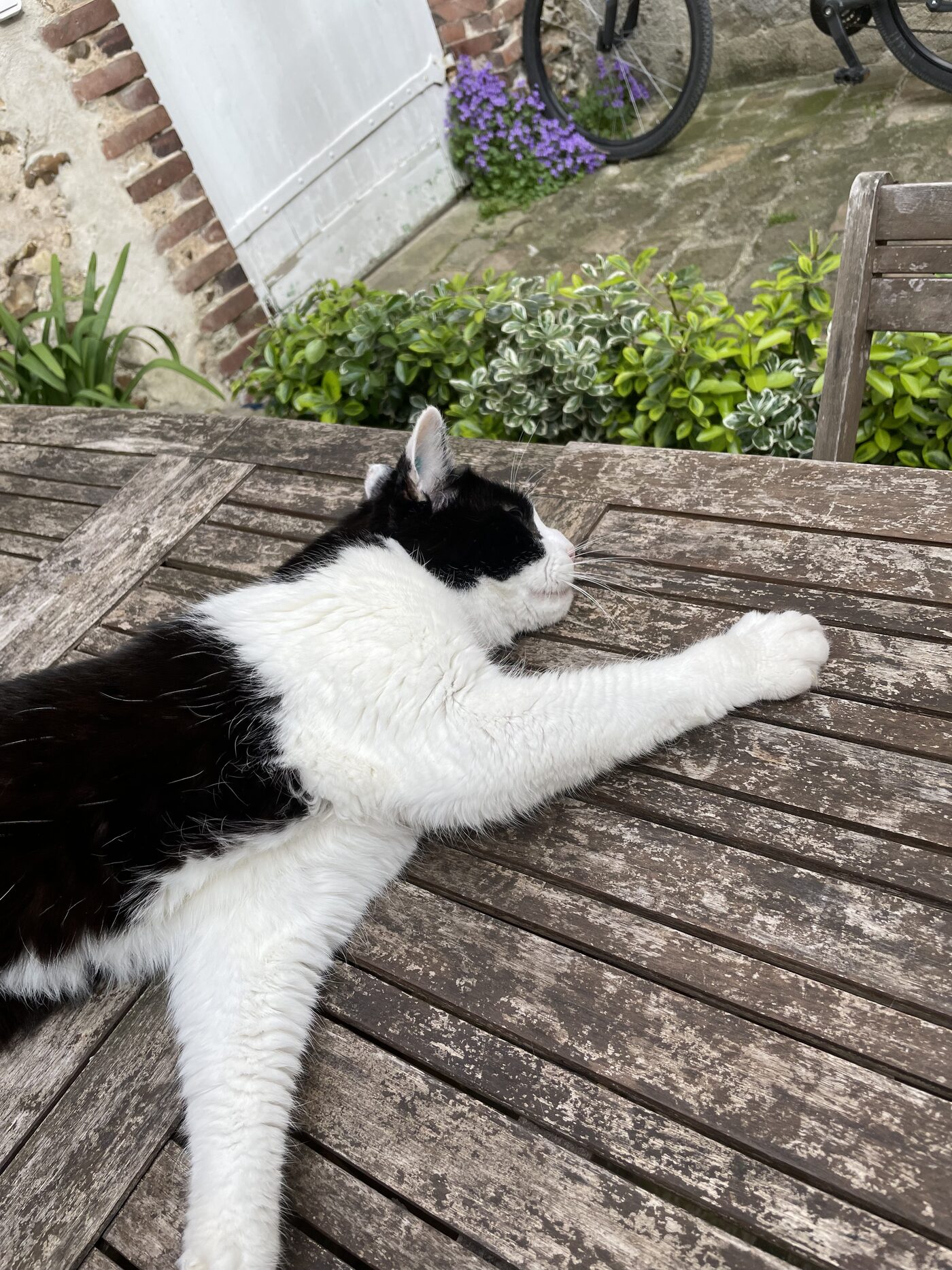 Bouboule