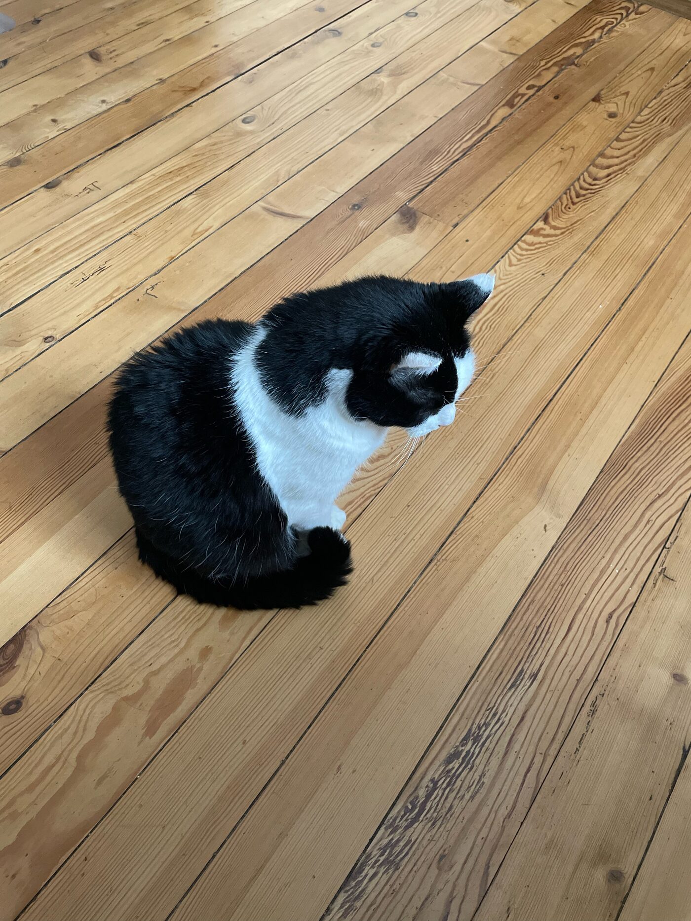 Bouboule